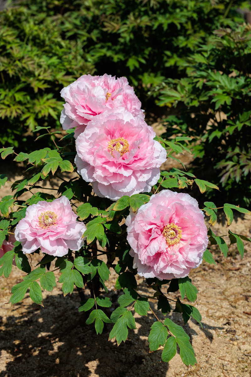 牡丹花只长花苞不长叶子怎么办？教你几招快速解决！