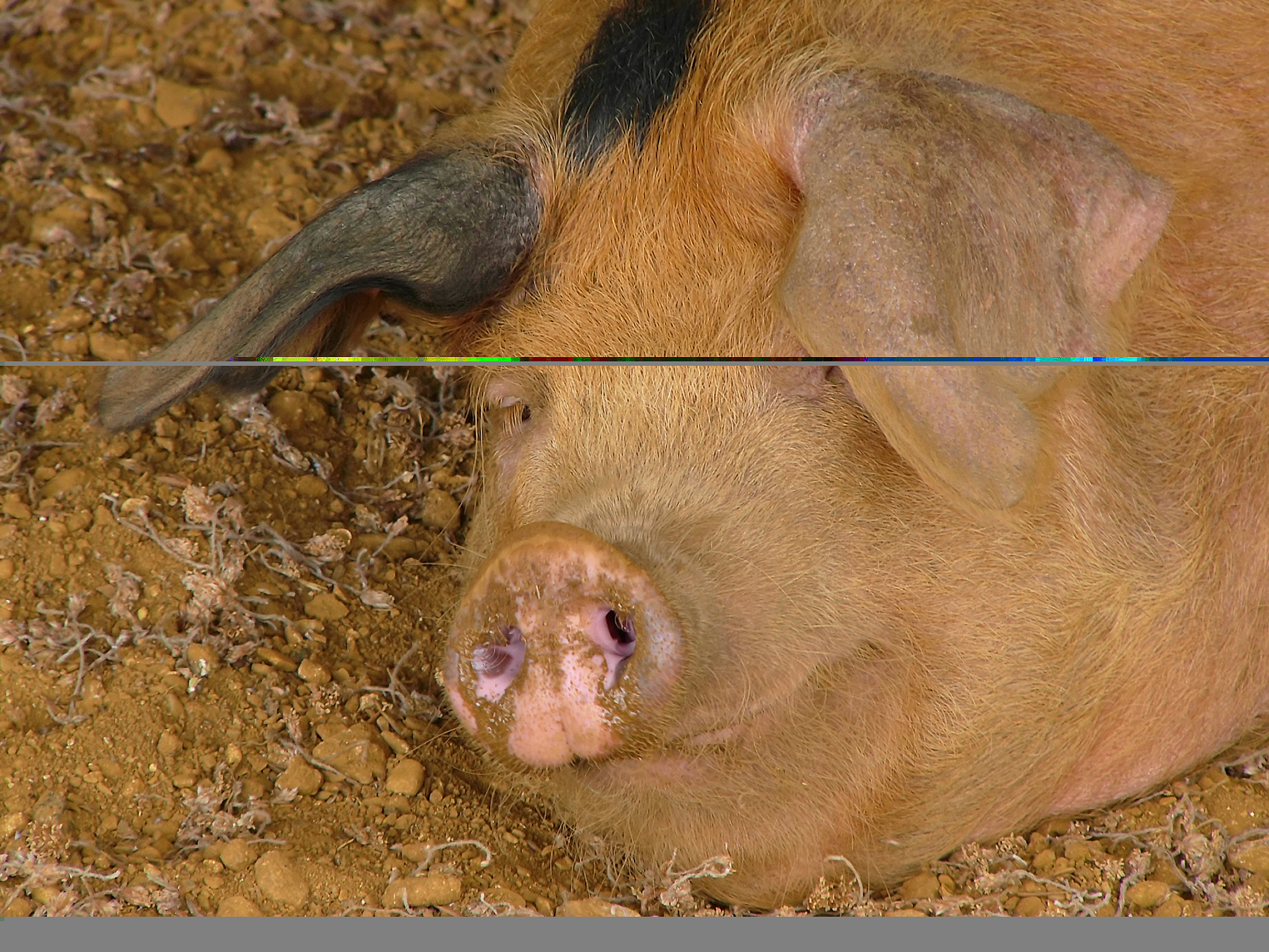 牛瘤胃扩张症状：瘤胃蠕动消失、腹部膨满、触诊瘤胃硬化