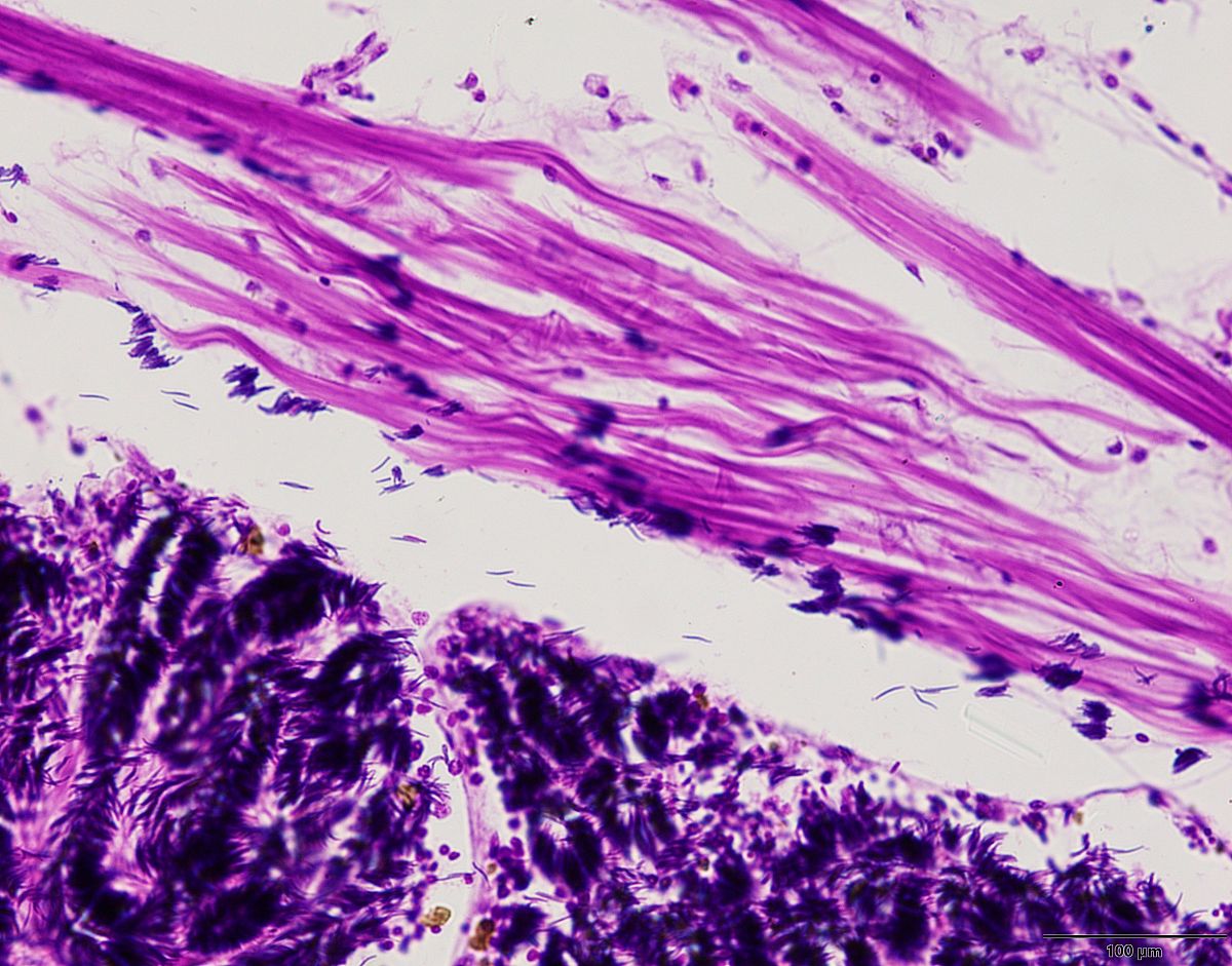请一千字的关于科学道德与规范的论文