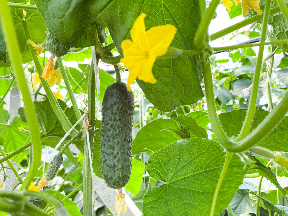 做一个丝瓜种植的技术方案