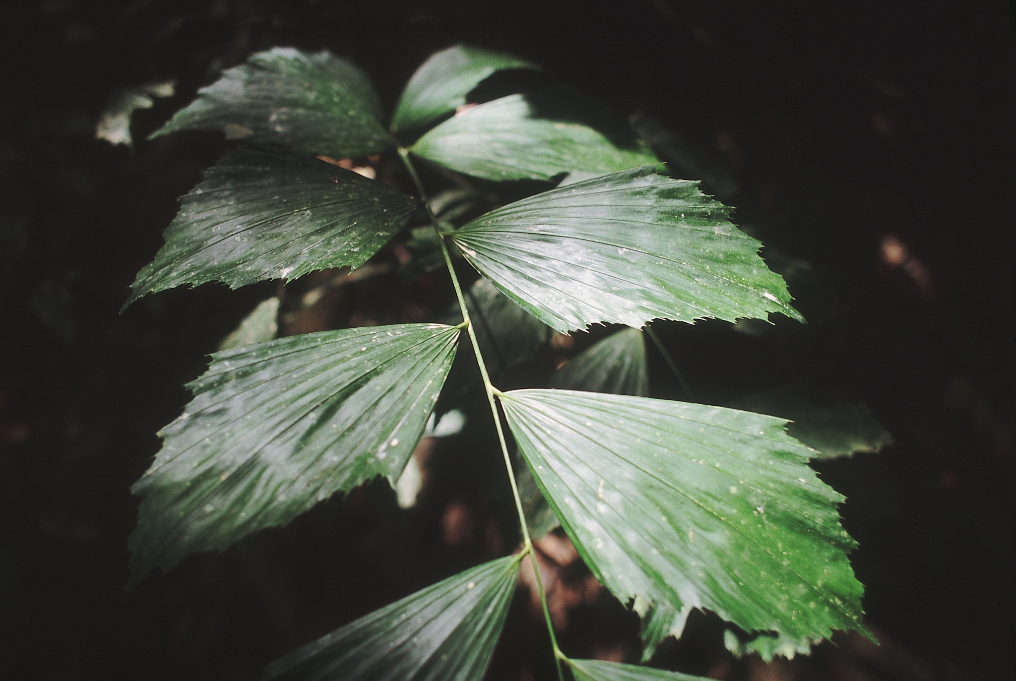 a type of cane with broad, ovoid leaflets. other species of cane