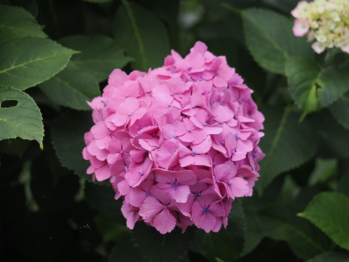 绣球花开满了花园