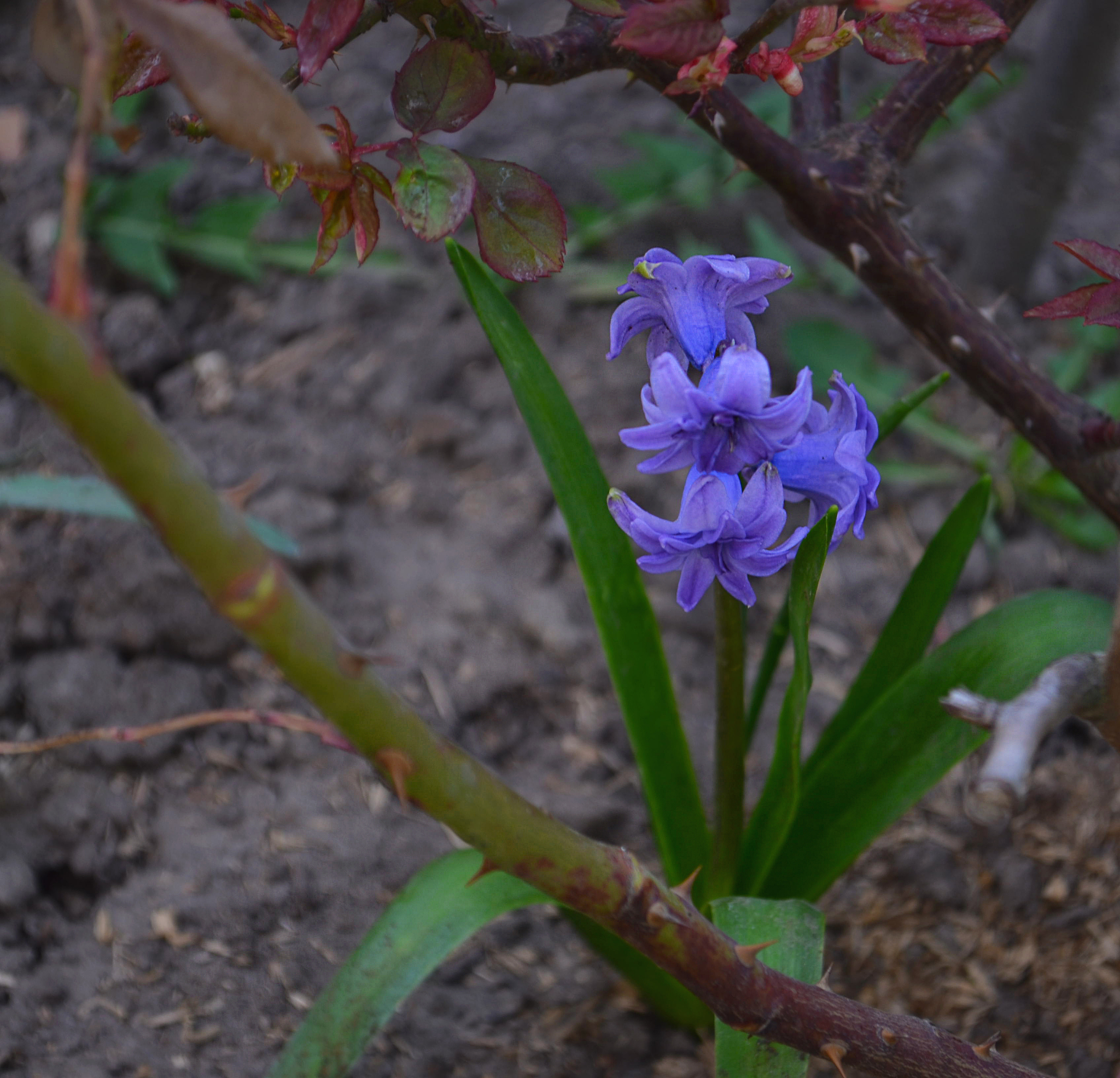 spring flowers in the violet, white-blue and red tones blooming 