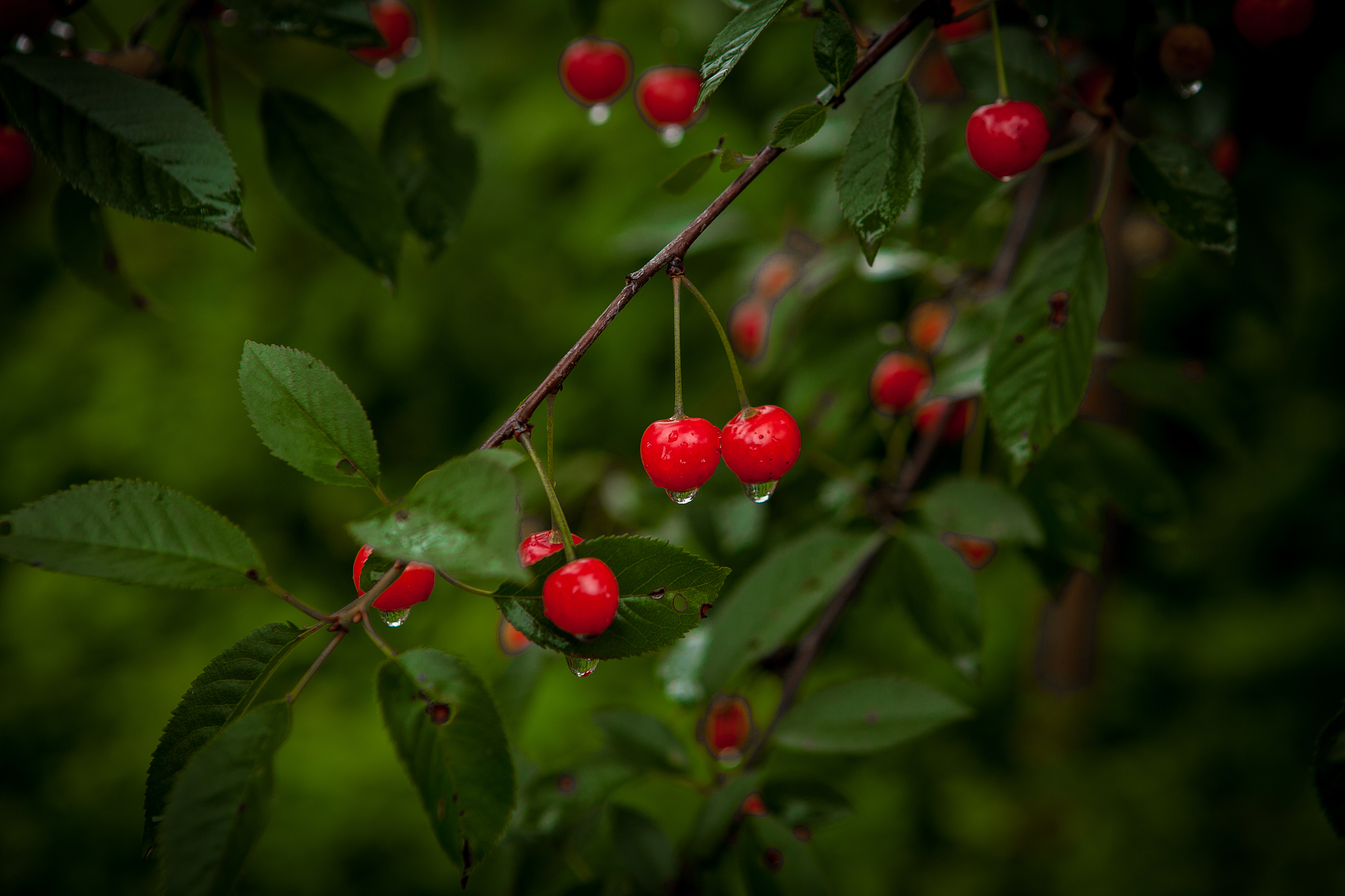 cherry in the drops after the rain in the garden