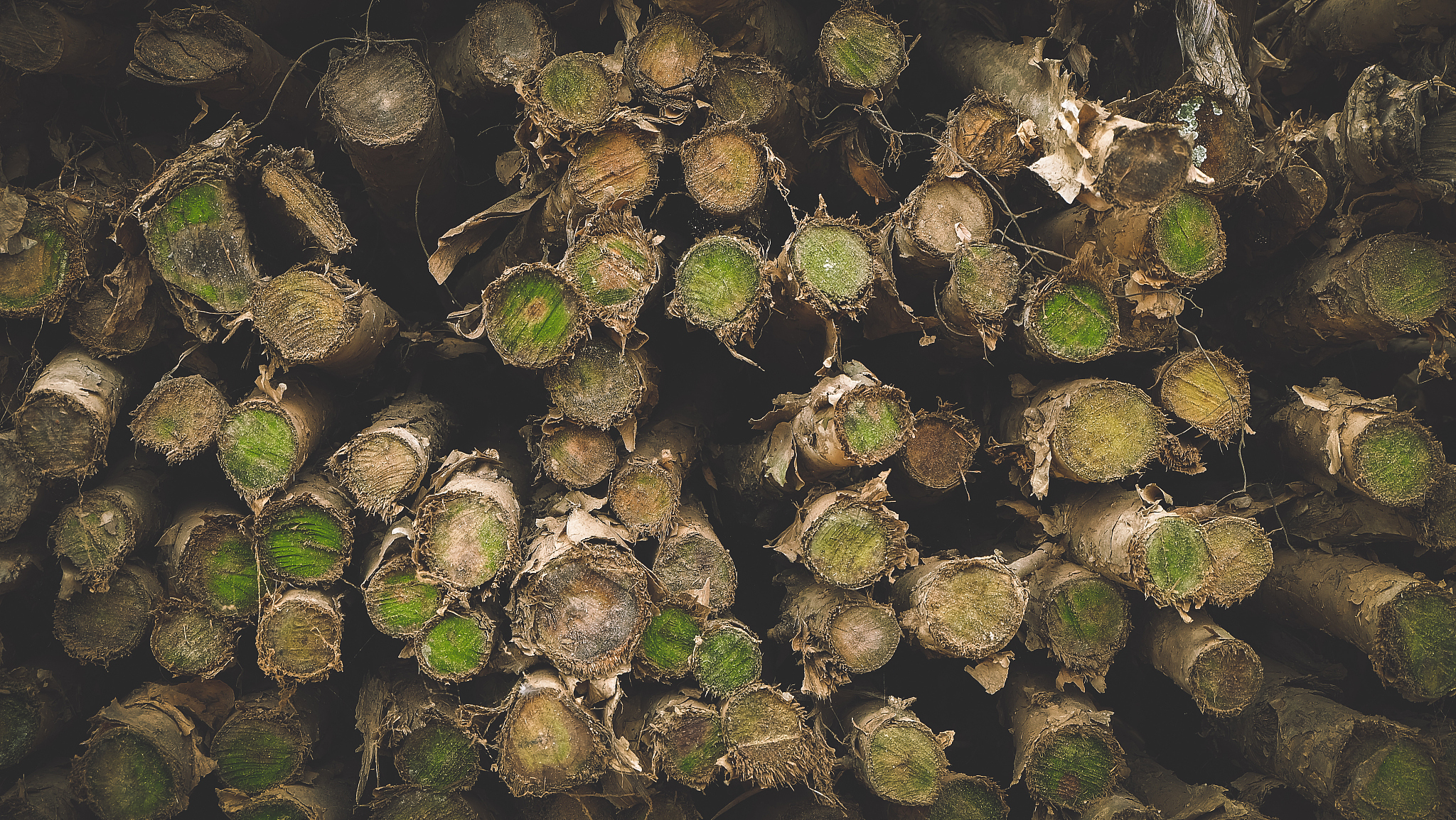change the sentenceSchizophyllum polysaccharides were first discovered to have antibacterial activity