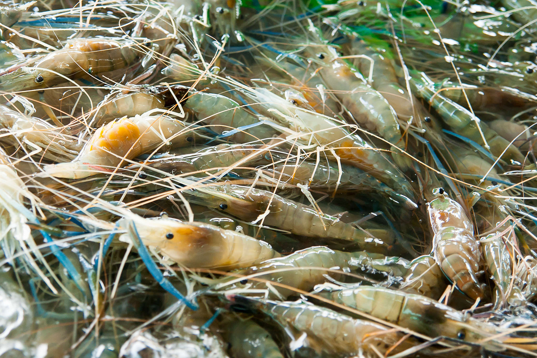 虾蛏混养对水体氮盐及浮游植物群落影响的吊瓶实验