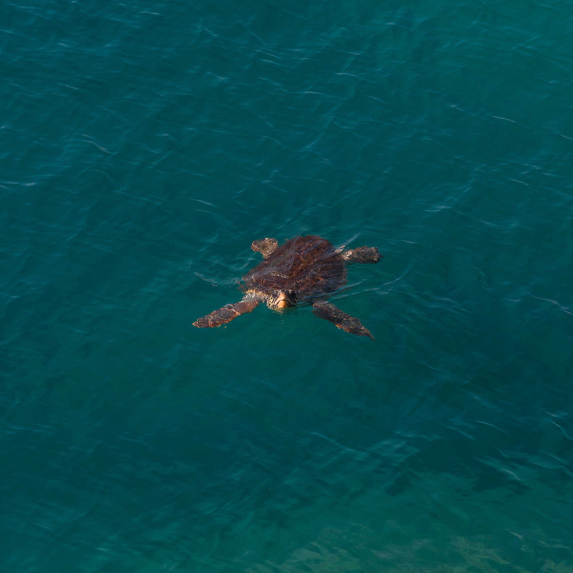 How does the heterogeneity contribute to the deep sea diversity