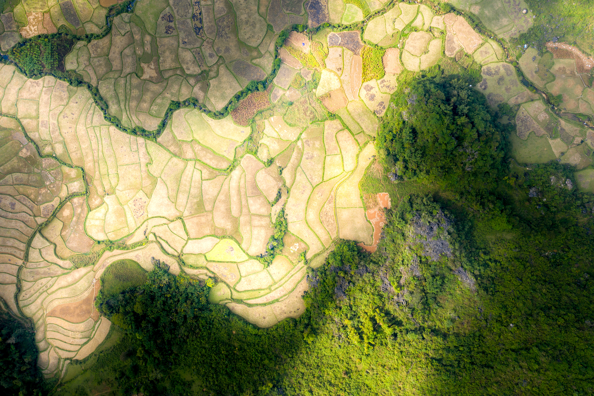 vietnamese rice fields