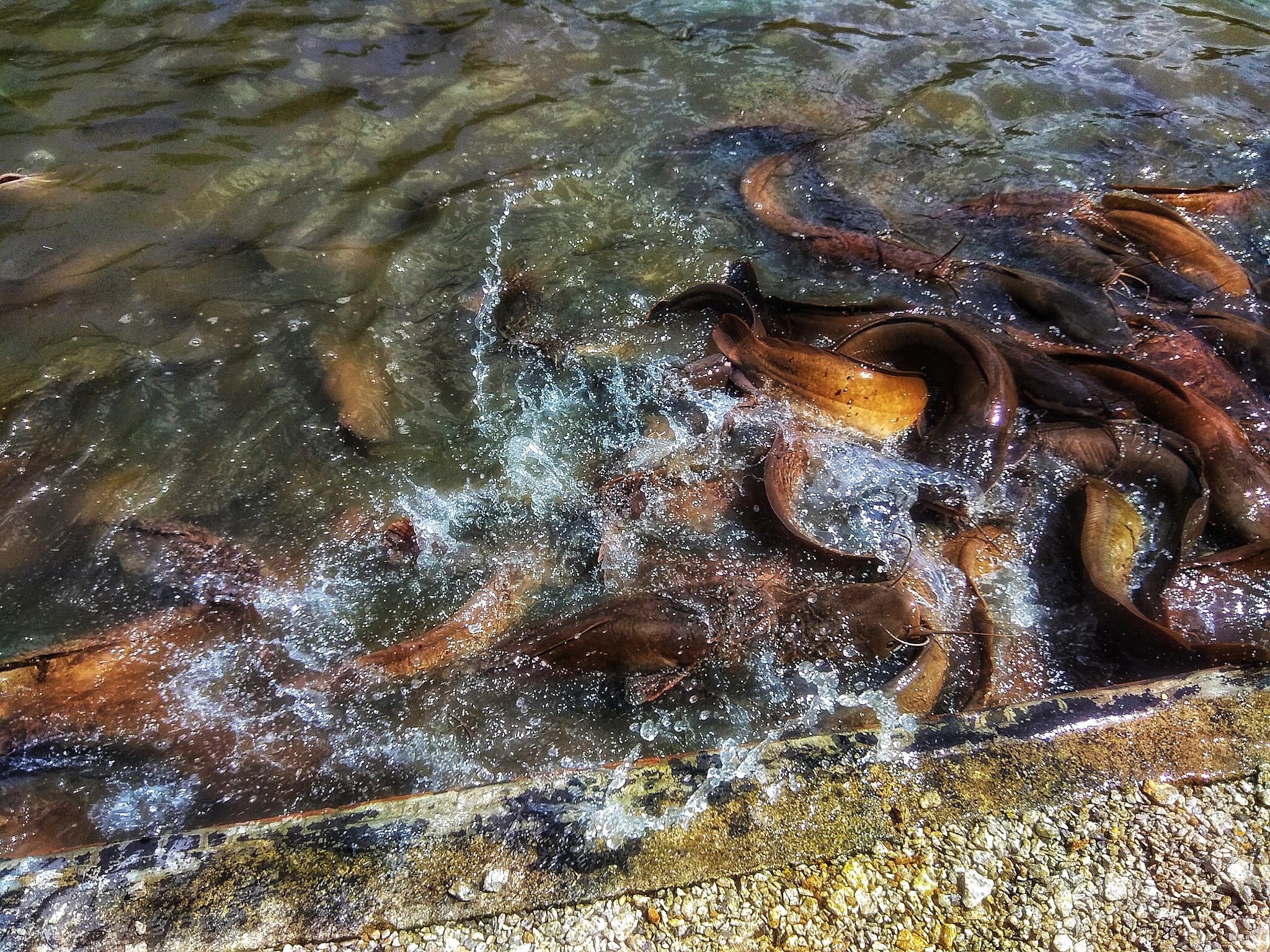 高原鳅：拉萨河鱼类群落的优势种，适应高原环境