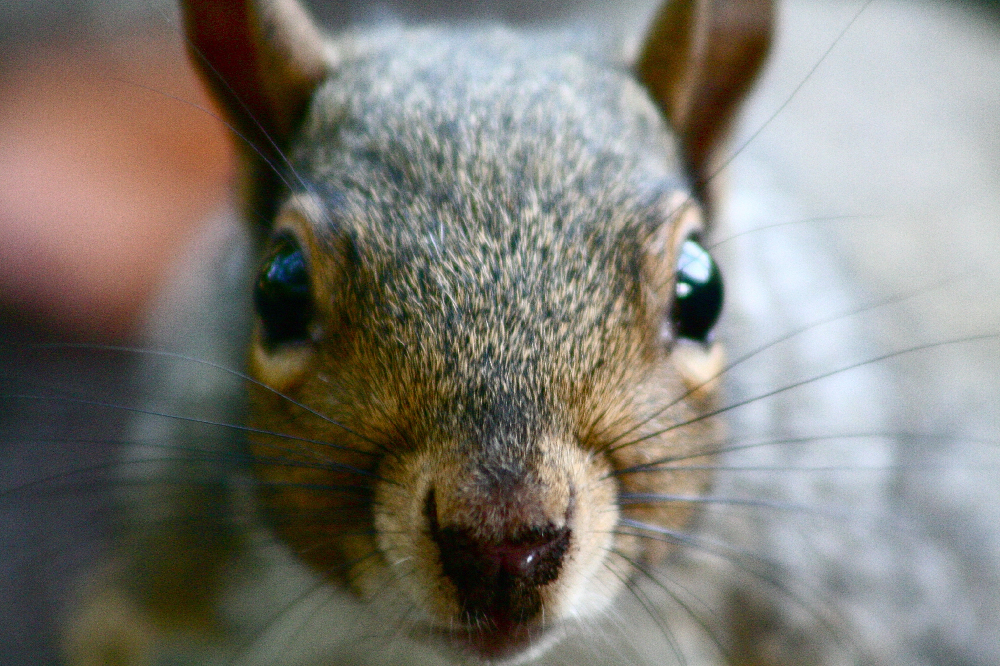 四、	肇庆市三只松鼠仓库管理存在的问题员工管理存在问题