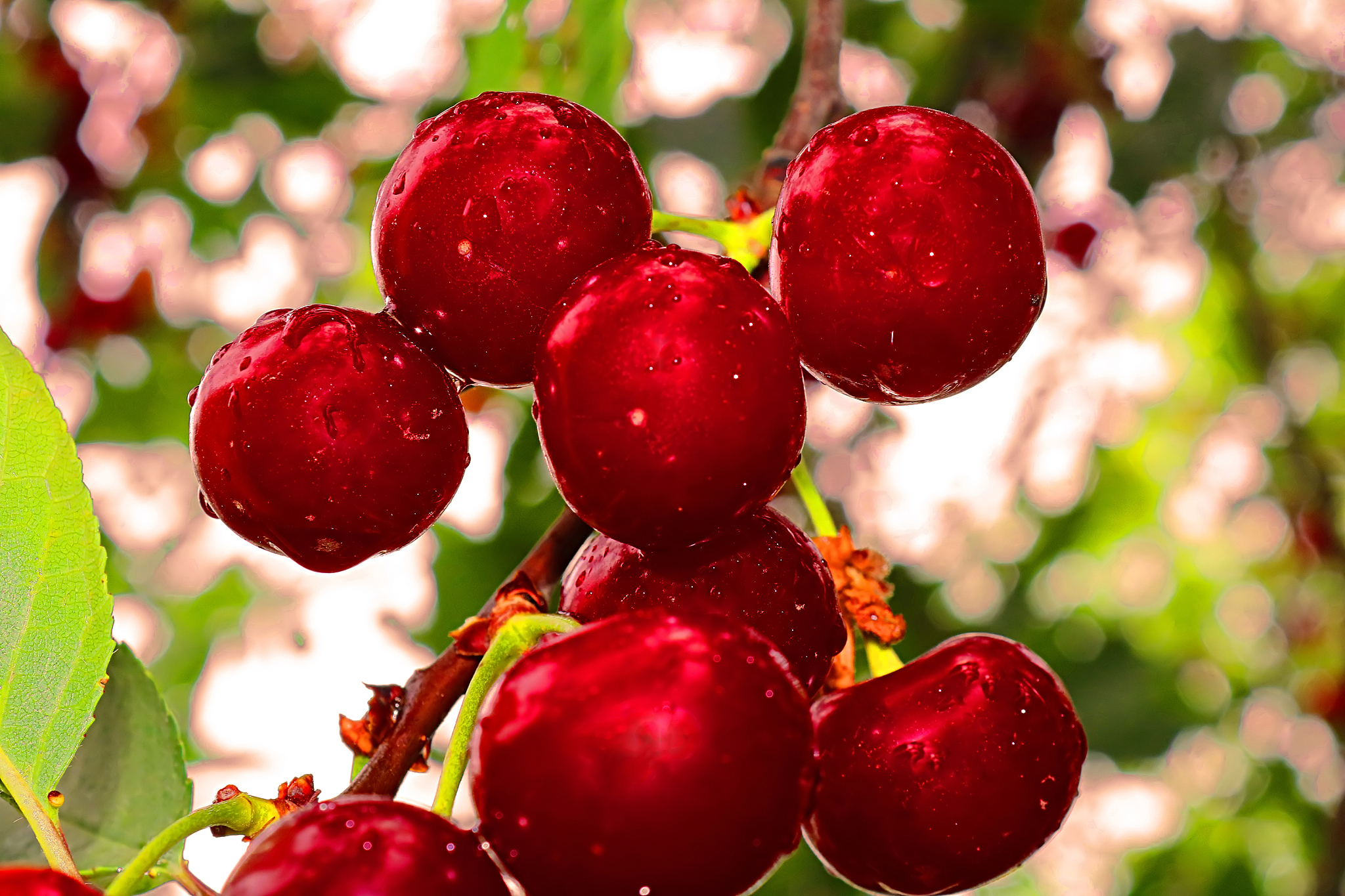 wet cherry berries after a rain in the summer. filter applied