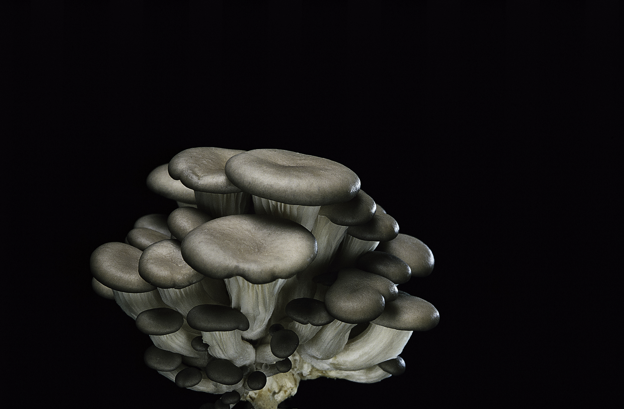 翻译成英文：香菇来源的几丁质比蟹壳来源的几丁质抑菌活性更强