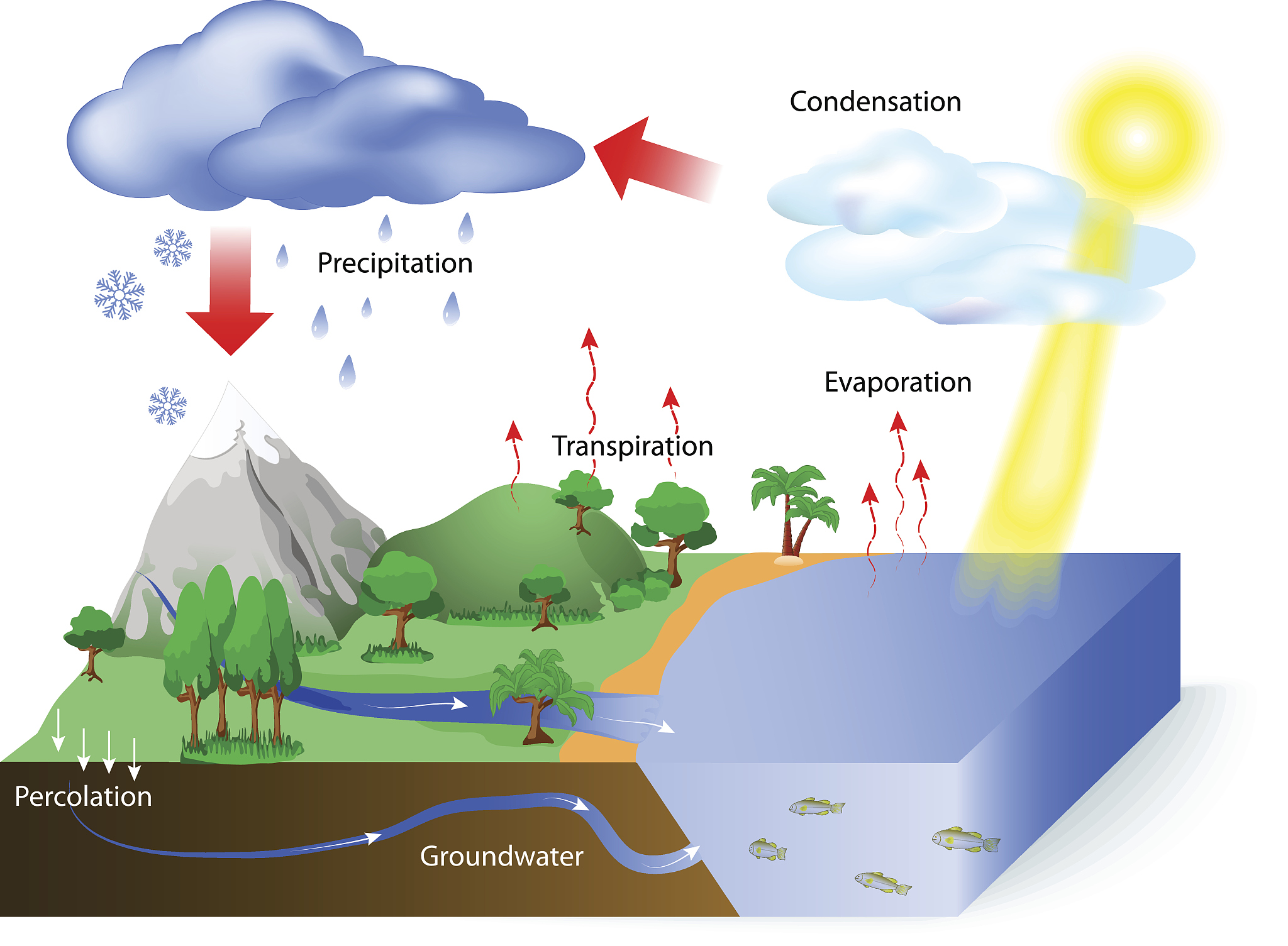 正常雨水酸性原因：二氧化硫、氮氧化物与酸雨形成机制