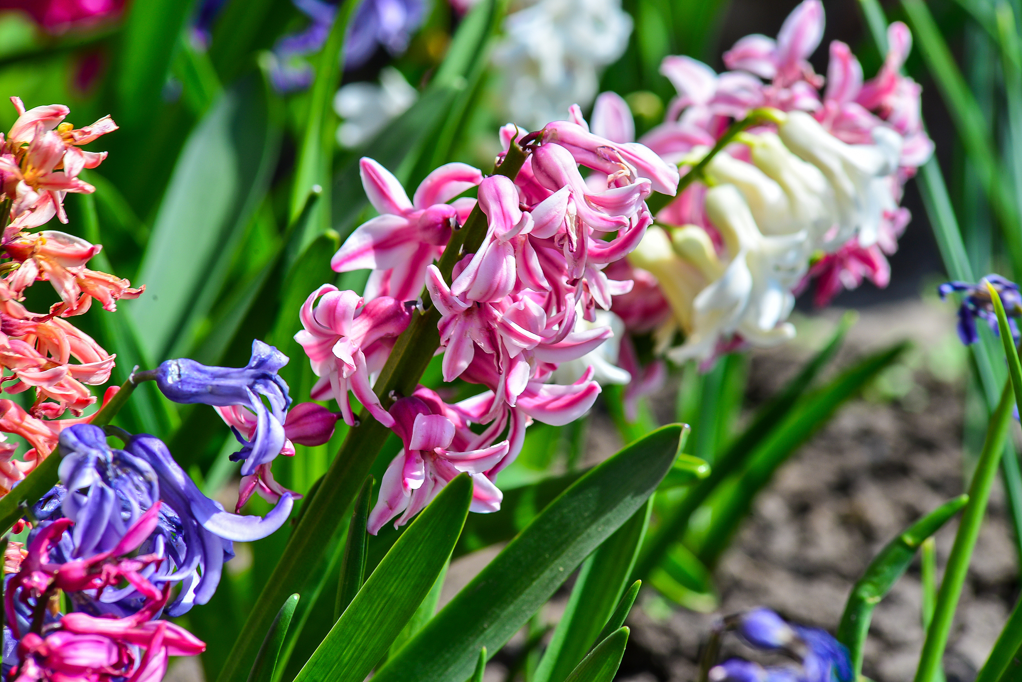 colorful flowers