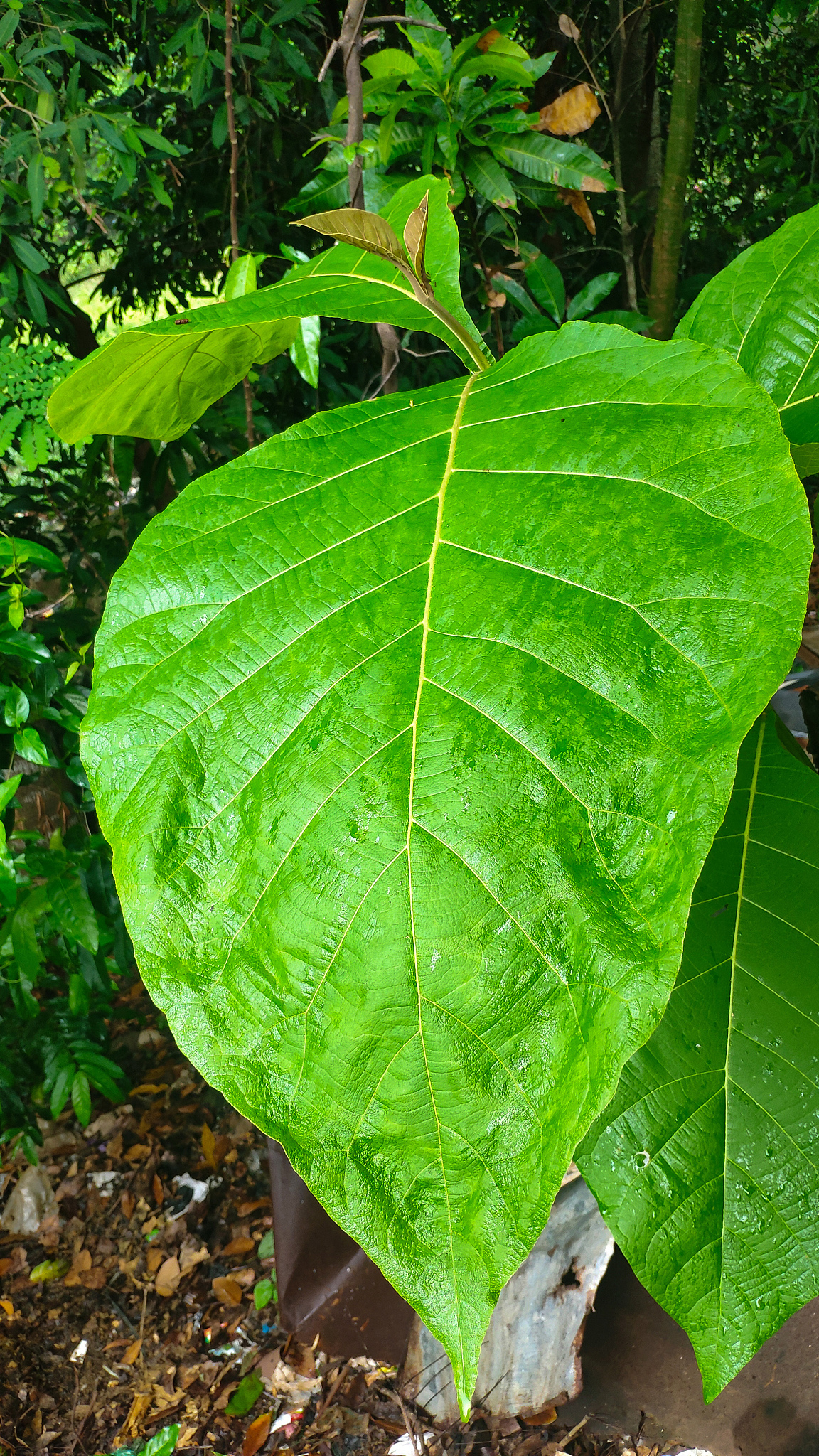 leaves