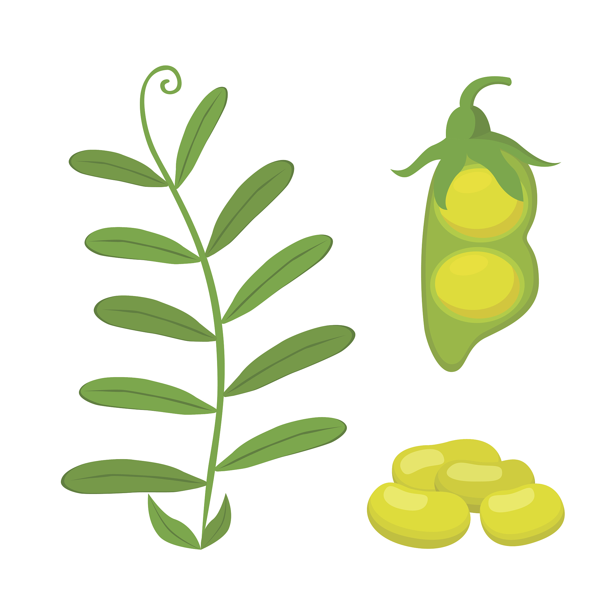 Brazilian Soybeans: Description, Uses, and Benefits