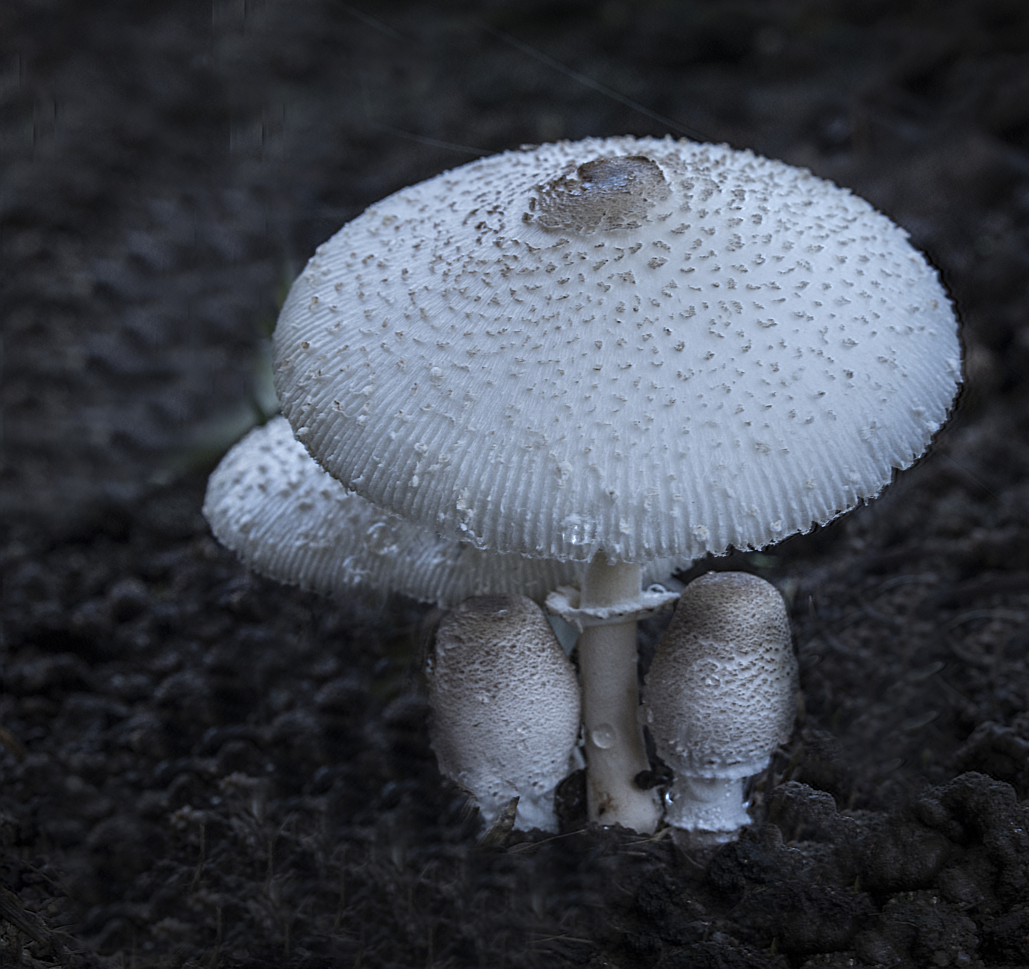 蘑菇出水的原因：为什么你的蘑菇会滴水？
