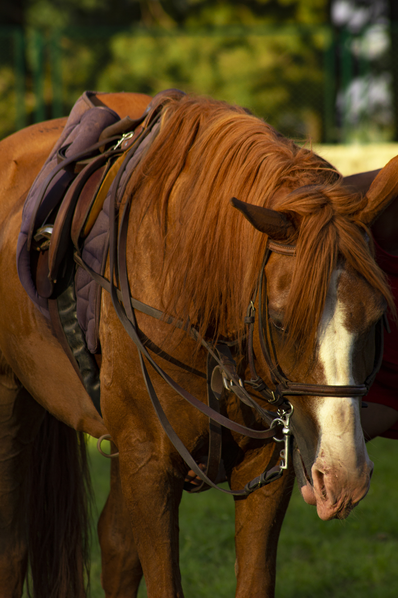 horse
