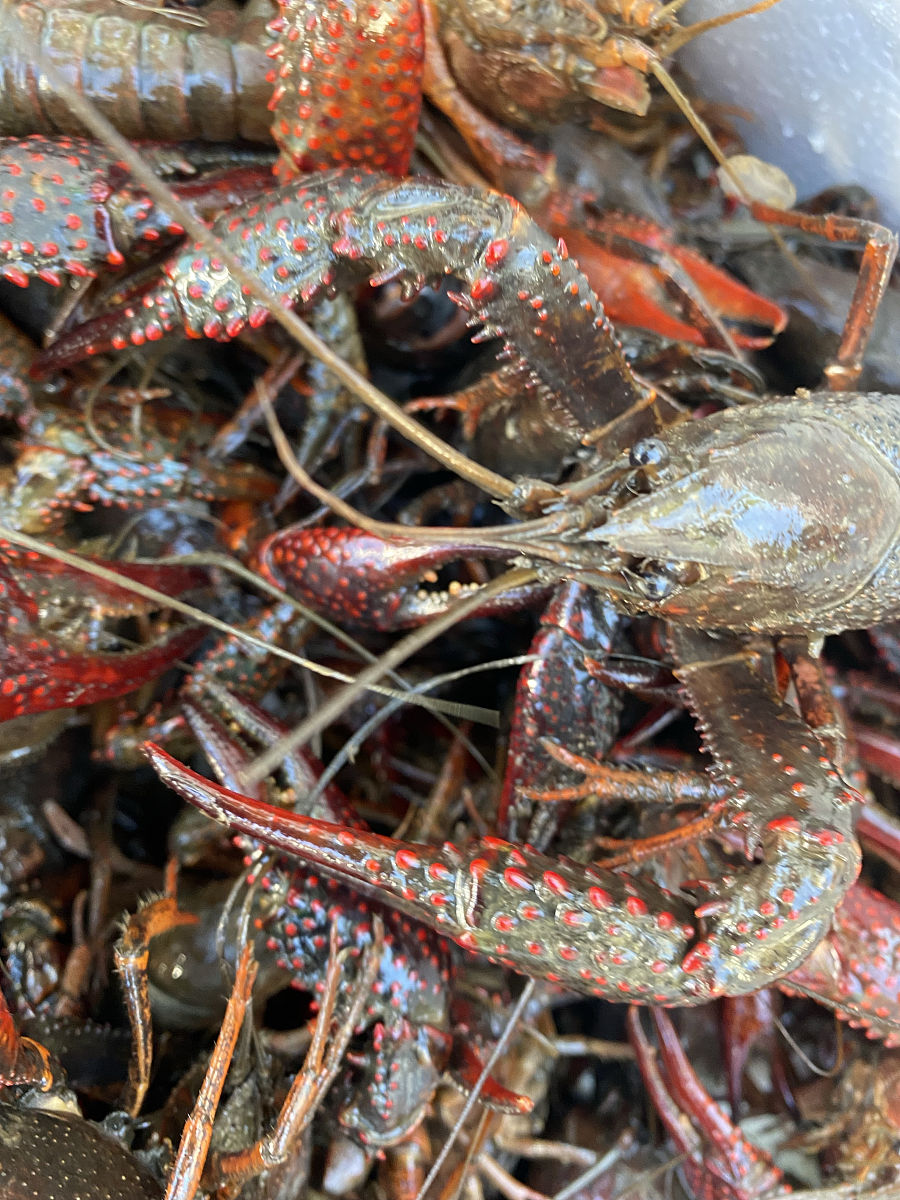 怎么准确寻找有龙虾的地点？