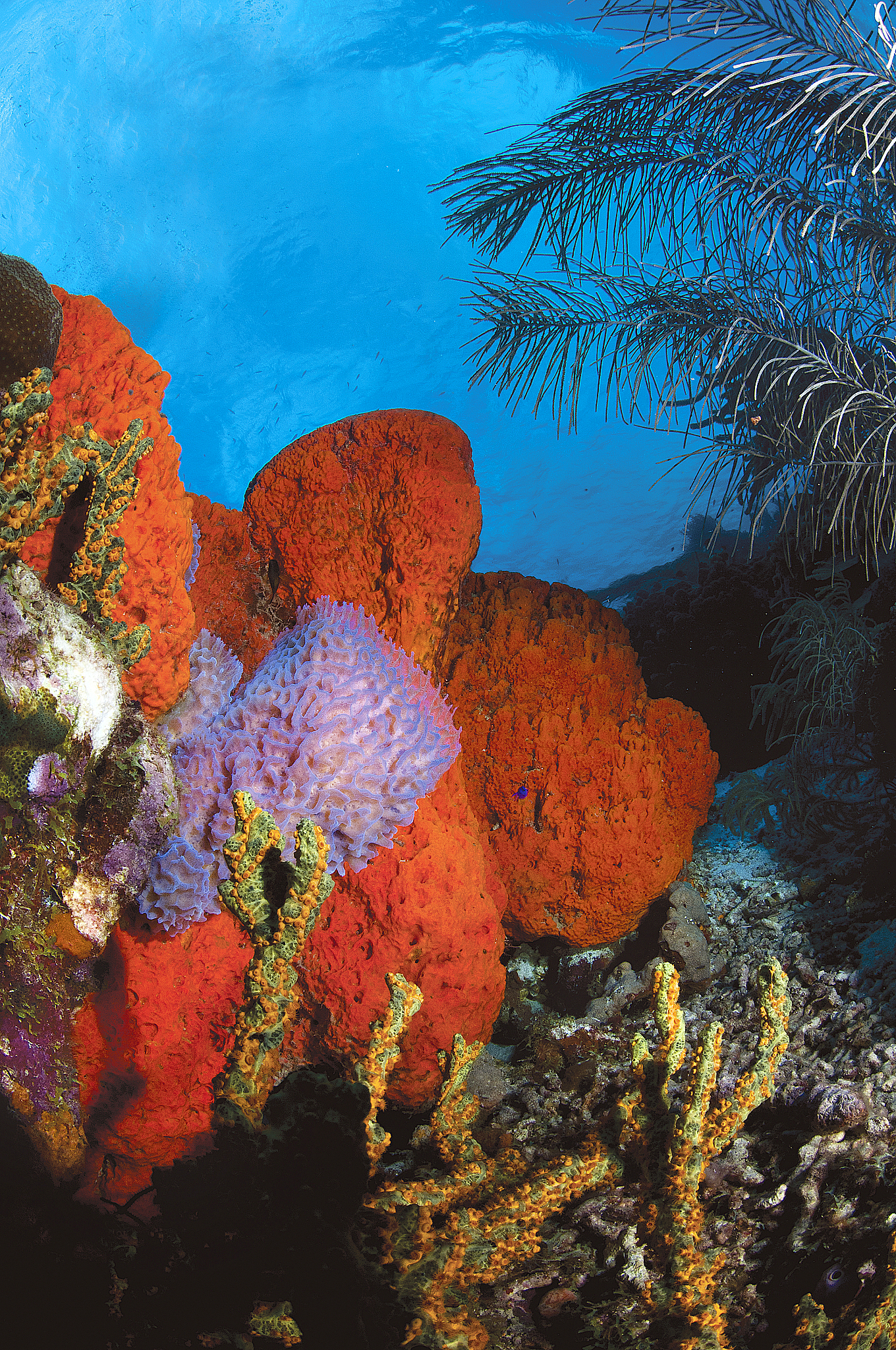 sea sponges, klein bonaire