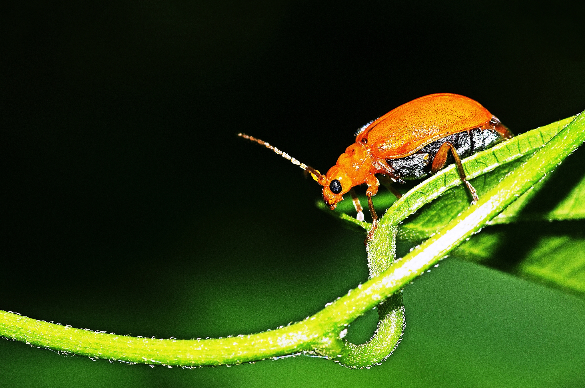 ladybug on green leaf.