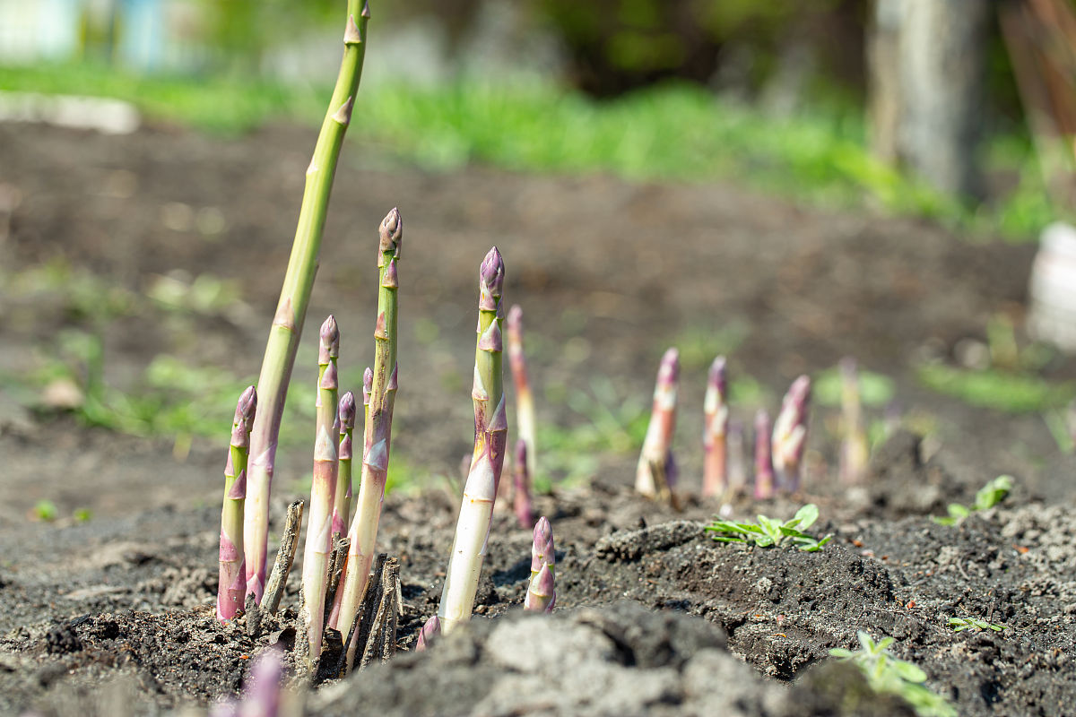 润色这一段话。在强酸性 (pH值低于5.5)的土壤中,根系发育不良,芦笋长到一定高度就会停止生长, 从而使整个植株发育不良。字数要多于原文