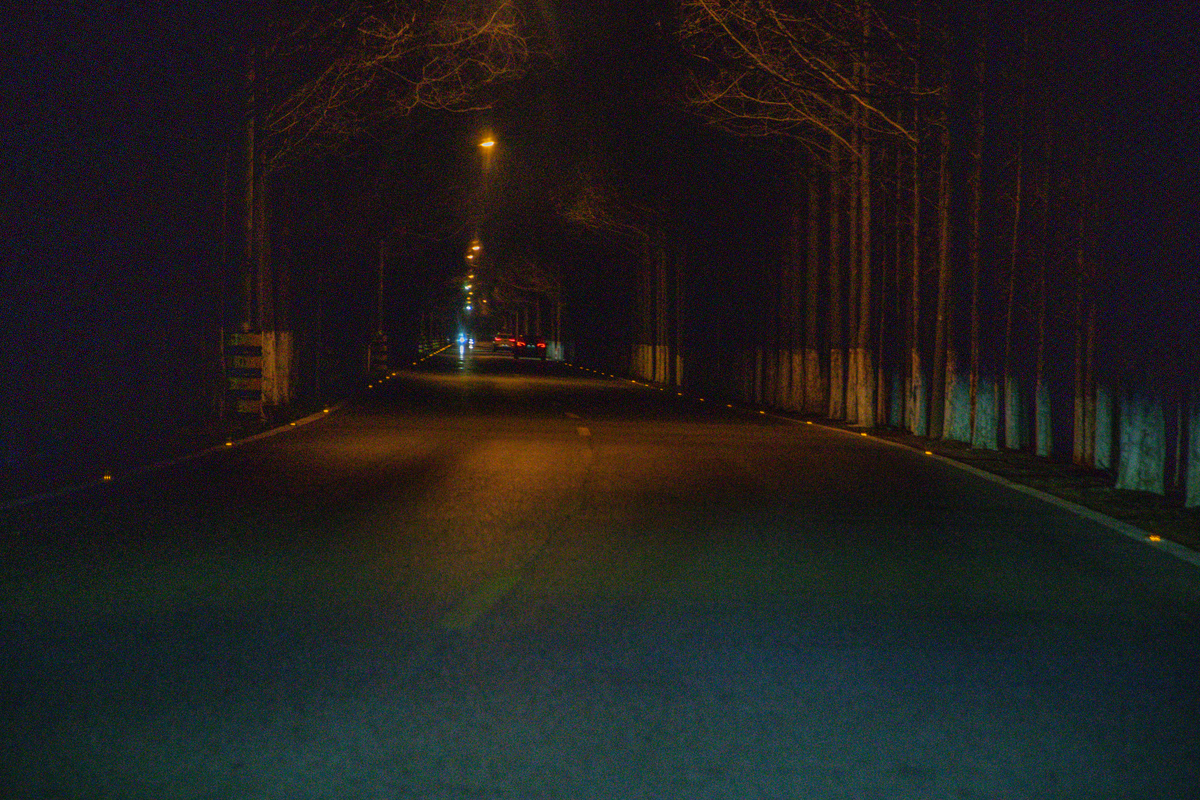 上海横沙岛,夜晚的林荫大道