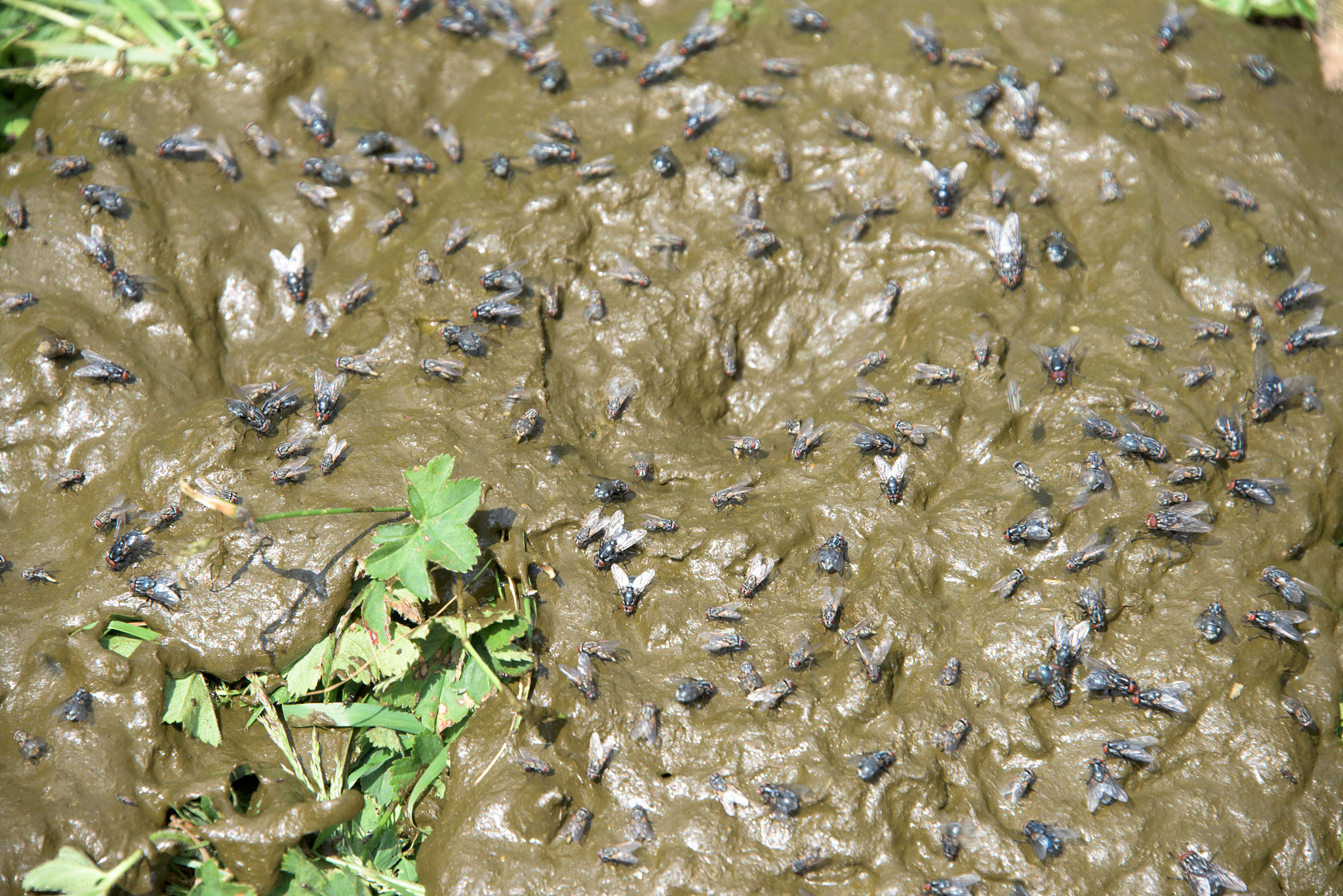 关于鲈鱼苗放入外塘后野化的解救方法回答加拓展