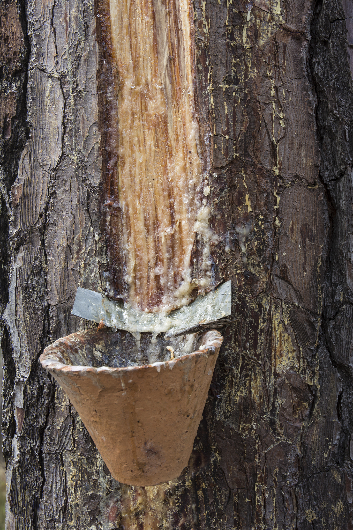 maritime pine