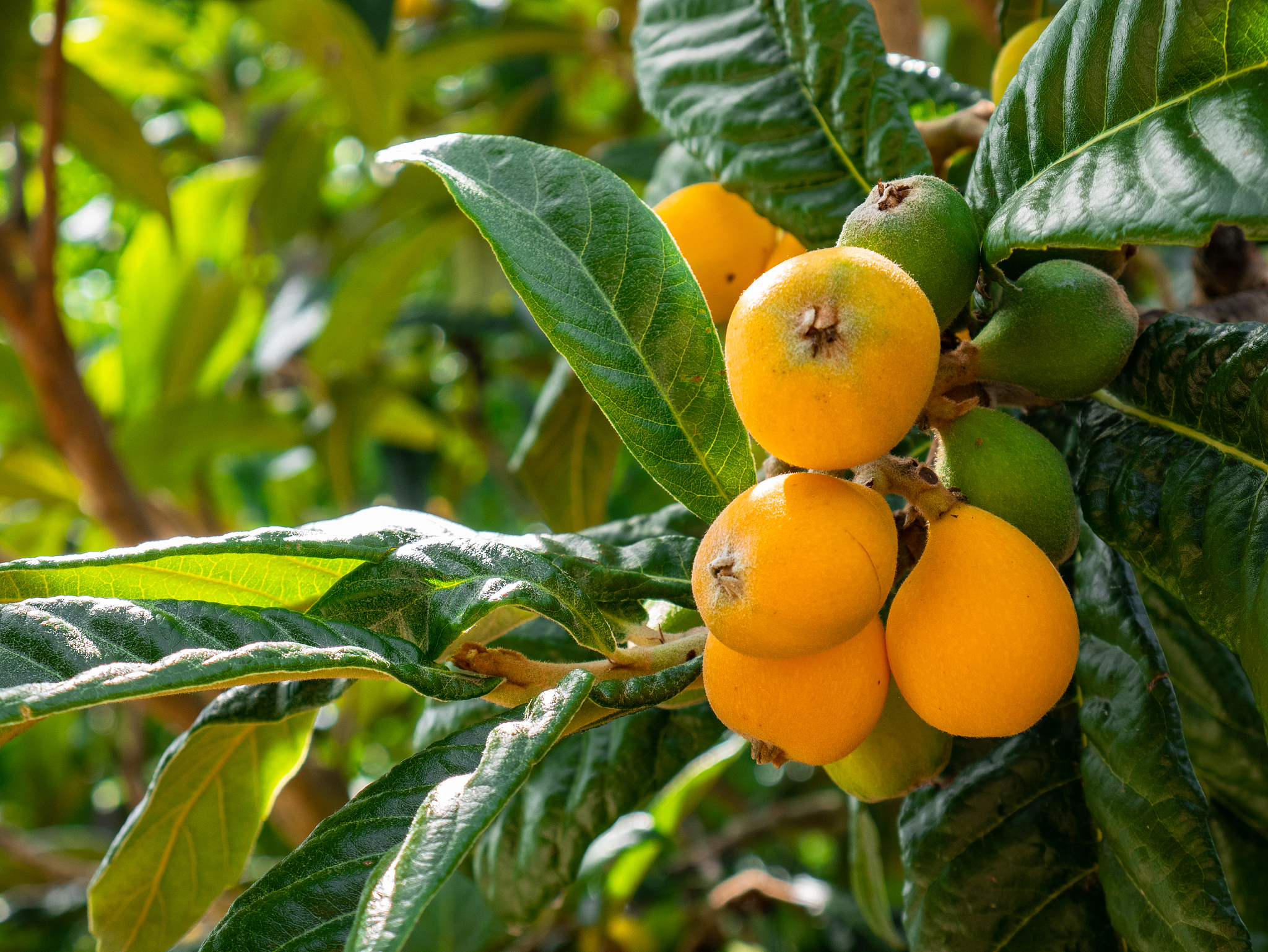 枇杷次果华丽转身：打造高附加值饮料产业链