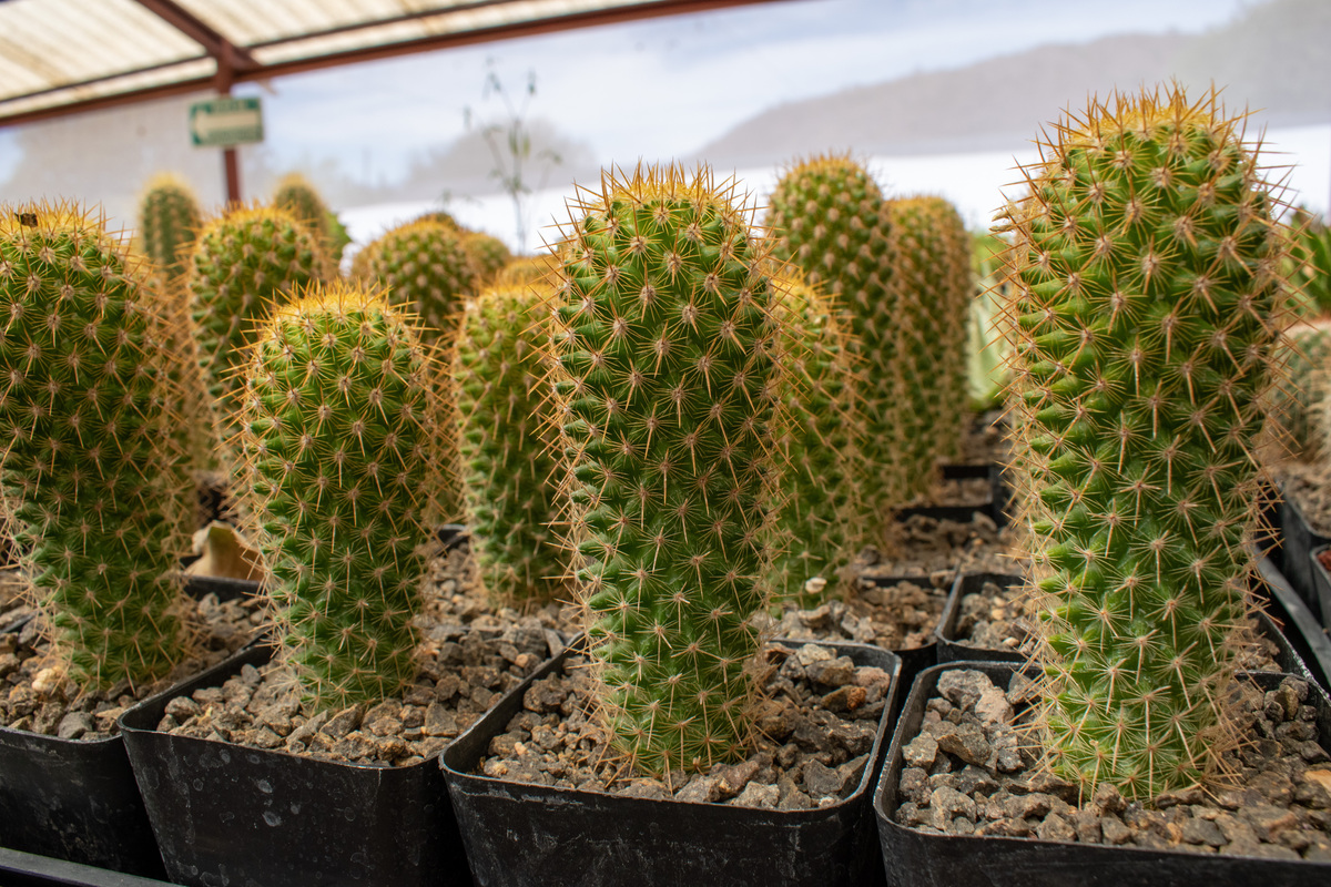 黑喉仙人球能长多大回答+拓展