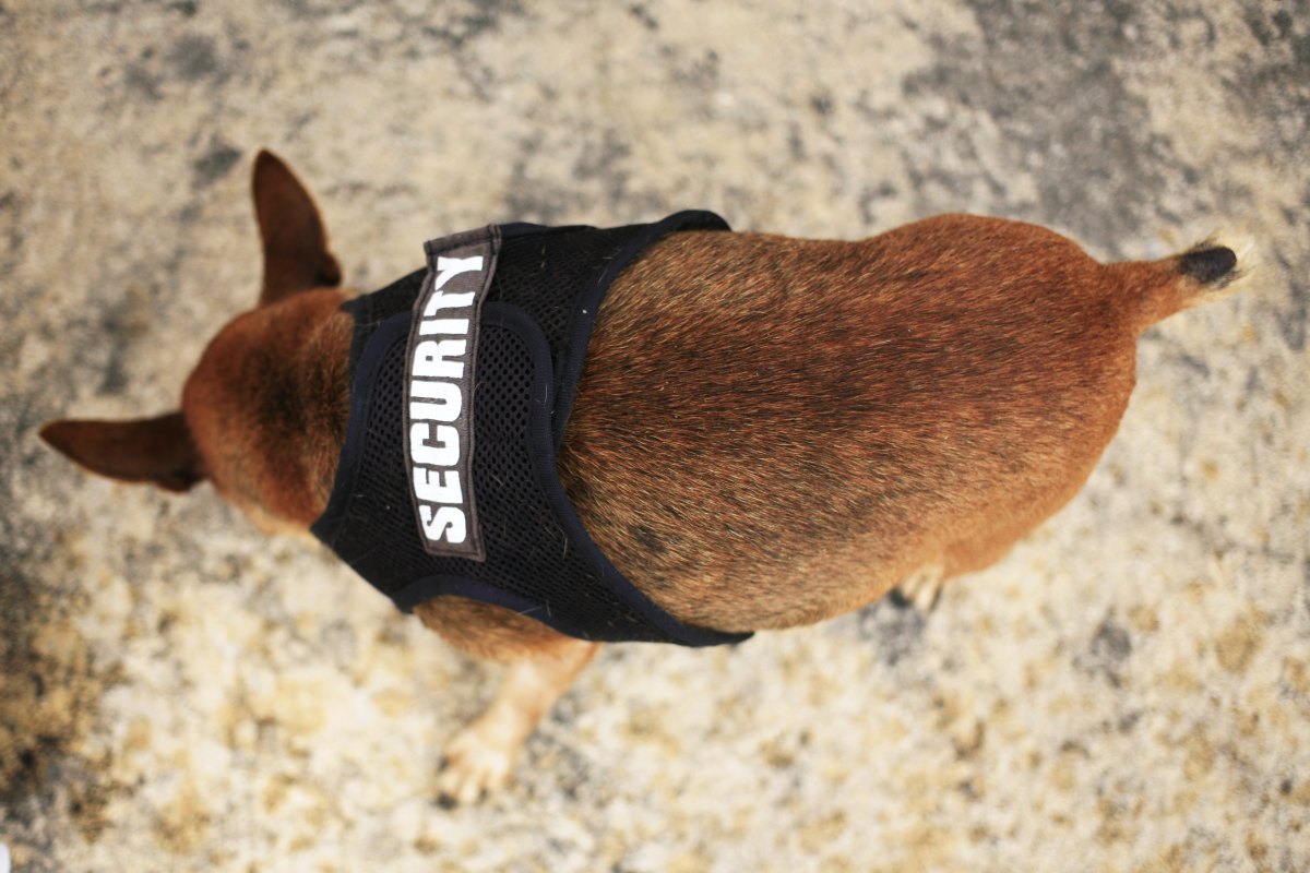 最便宜的狗是什么狗