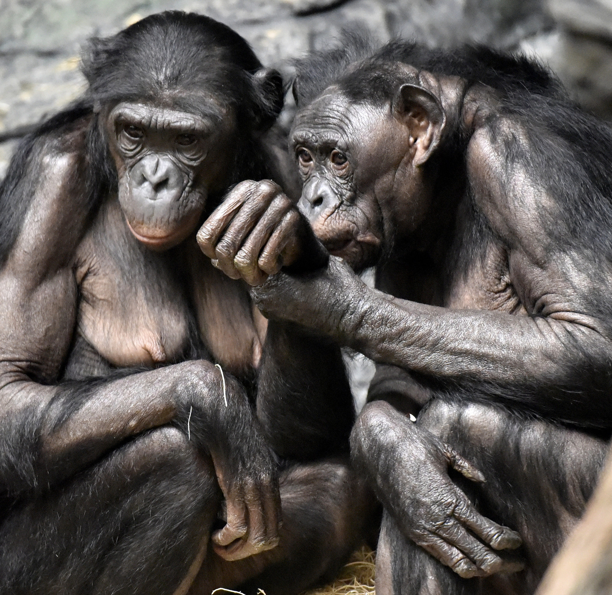为什么猩猩没尾巴猩猩没有尾巴是因为它们的祖先在进化过程中逐渐丧失了尾巴。尾巴在进化中是一个逐渐退化的器官它在猩猩身上已经不再有功能因此逐渐消失。另外猩猩的身体结构和生活方式也不需要尾巴来帮助它们平衡或移动所以它们没有尾巴也不会对它们的生存造成影响。为什么猴子有尾巴而猩猩没有尾巴