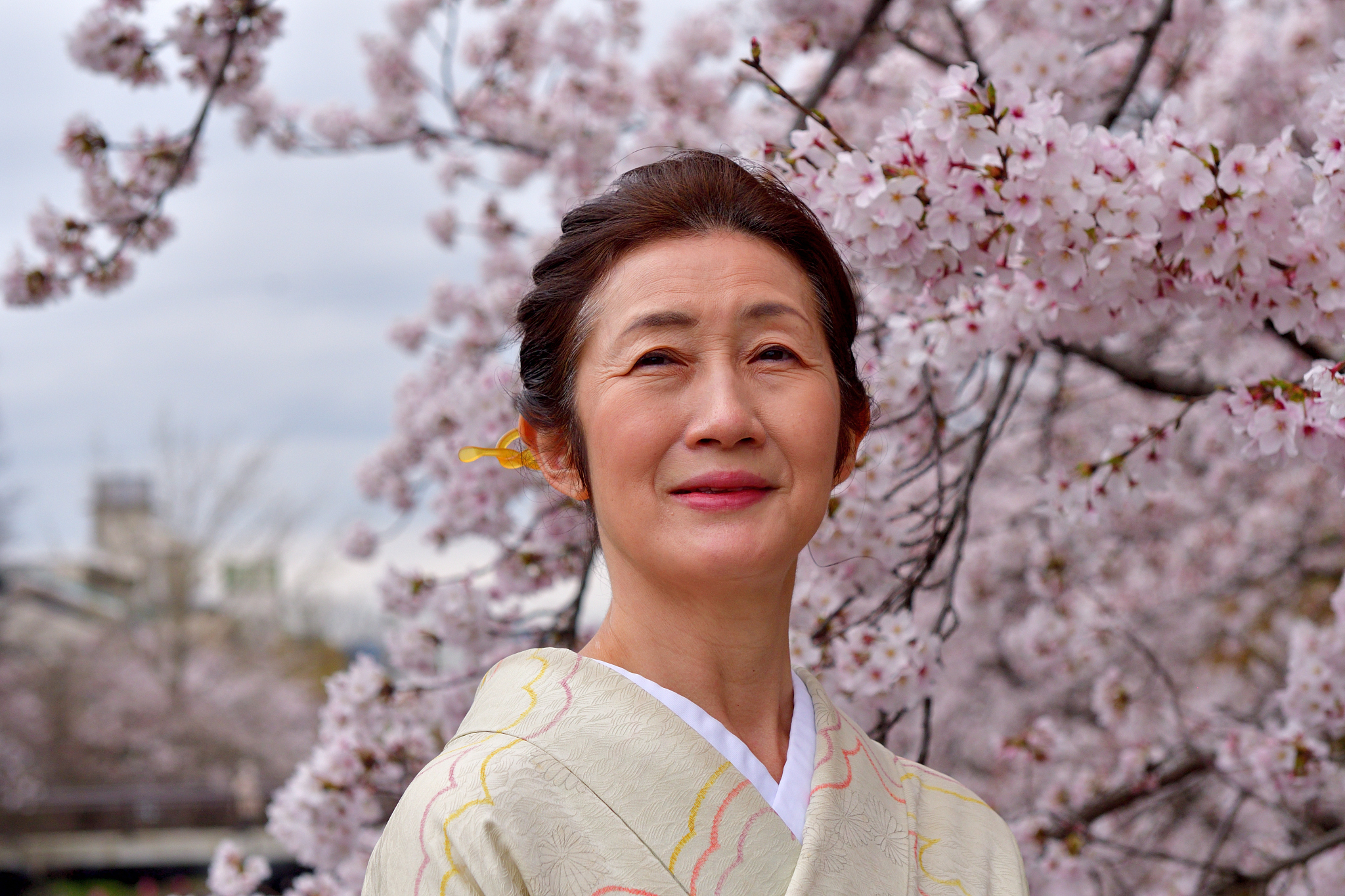 japanese woman in kimono enjoying cherry blossom season in kyoto