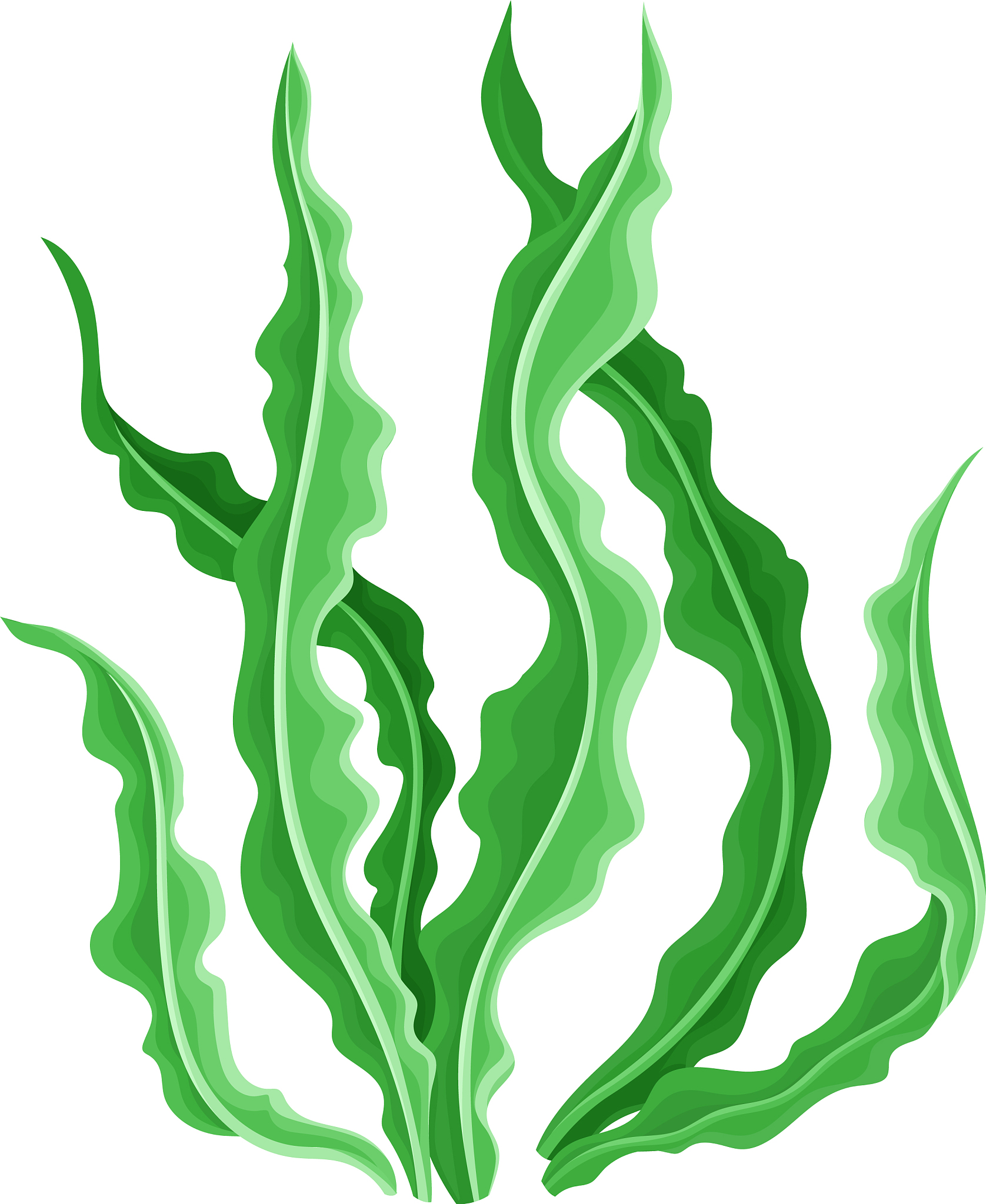 marine colorful algae with ragged edges on the