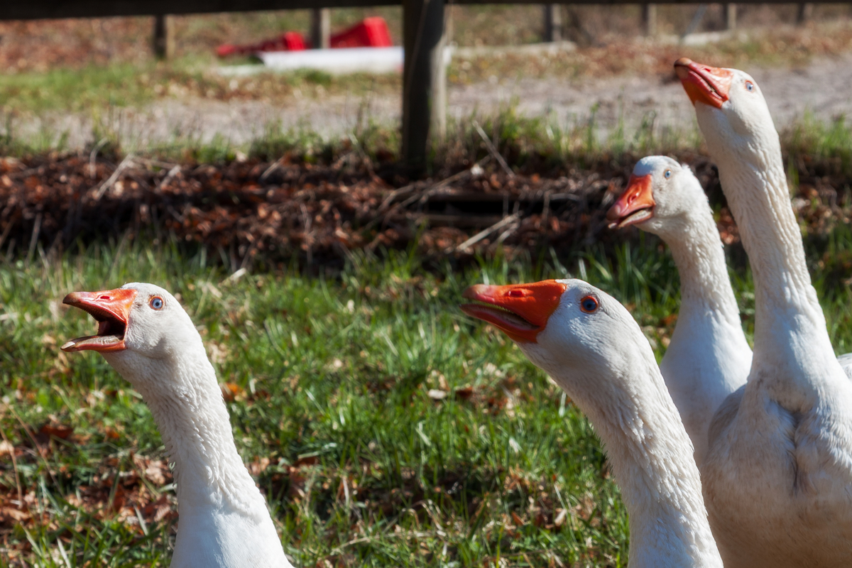 写一篇关于狮头鹅的文案