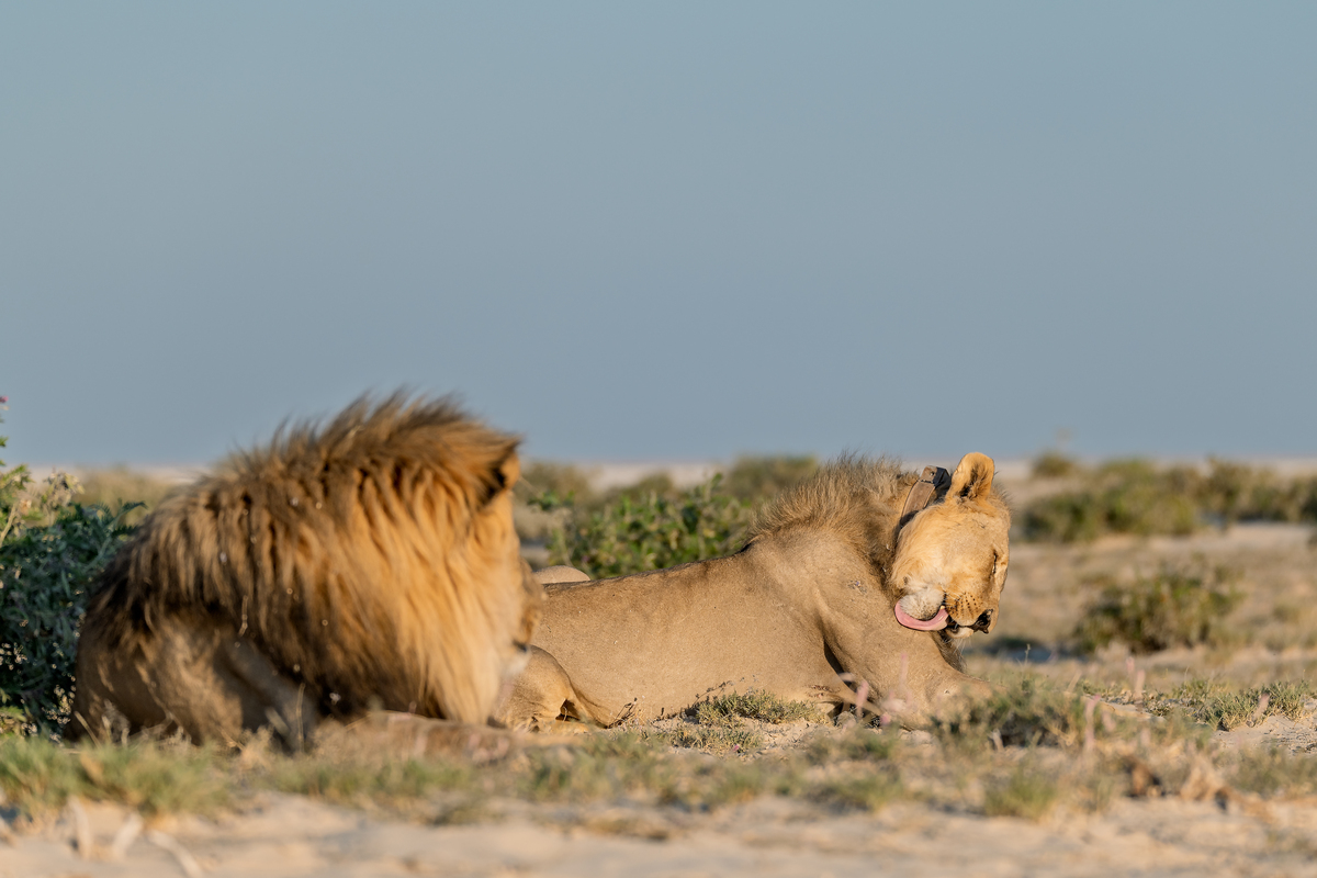 疣猪与狮子：从仇恨到和解的故事
