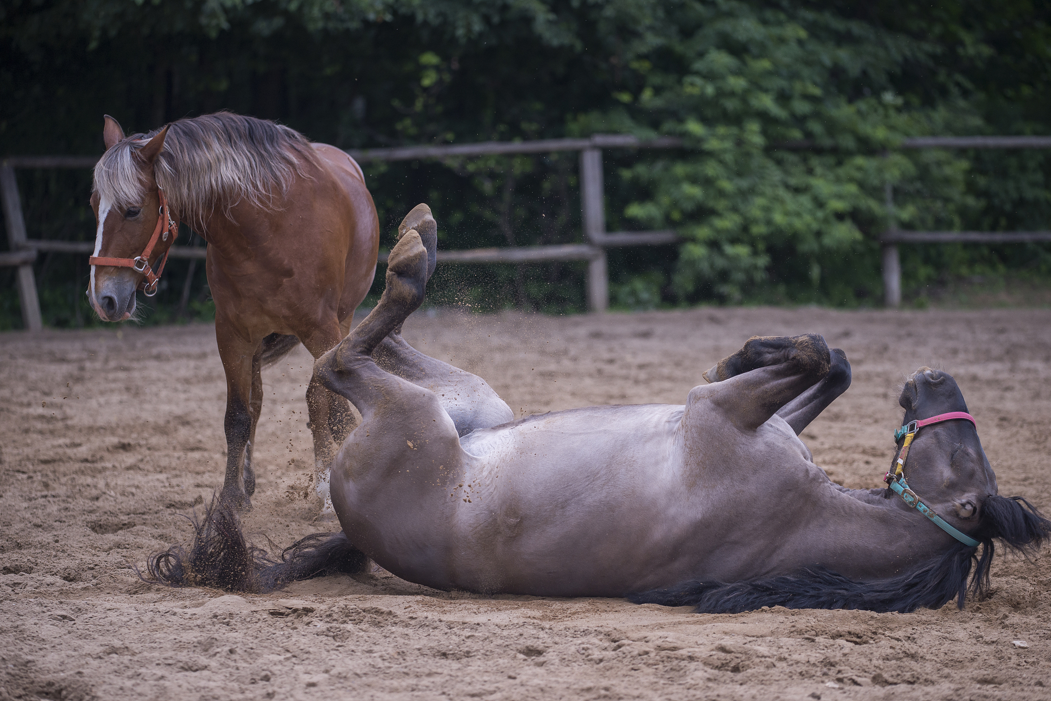 母马消瘦无力起不来？可能是这些疾病！
