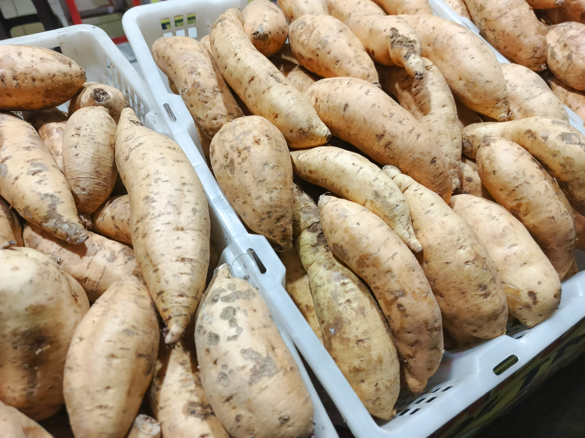 木薯研究动态及意义