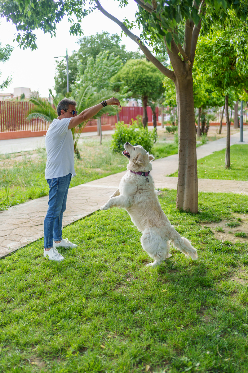 贵宾犬不理你？可能是这些原因！
