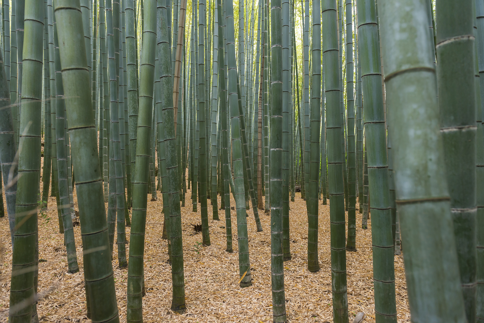 arashiyama bamboo forest, kyoto, japan