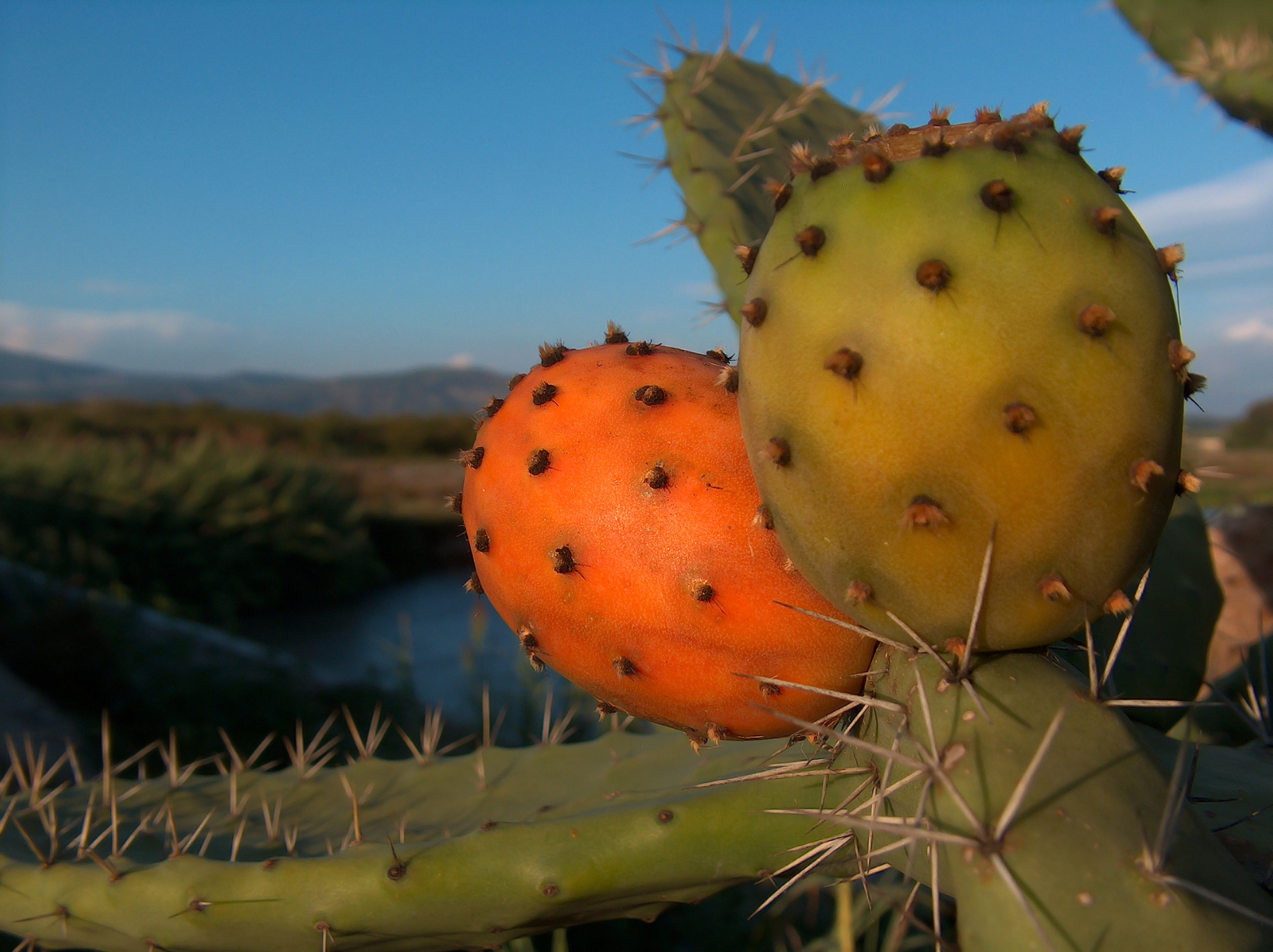 火龙果是仙人掌的果实吗