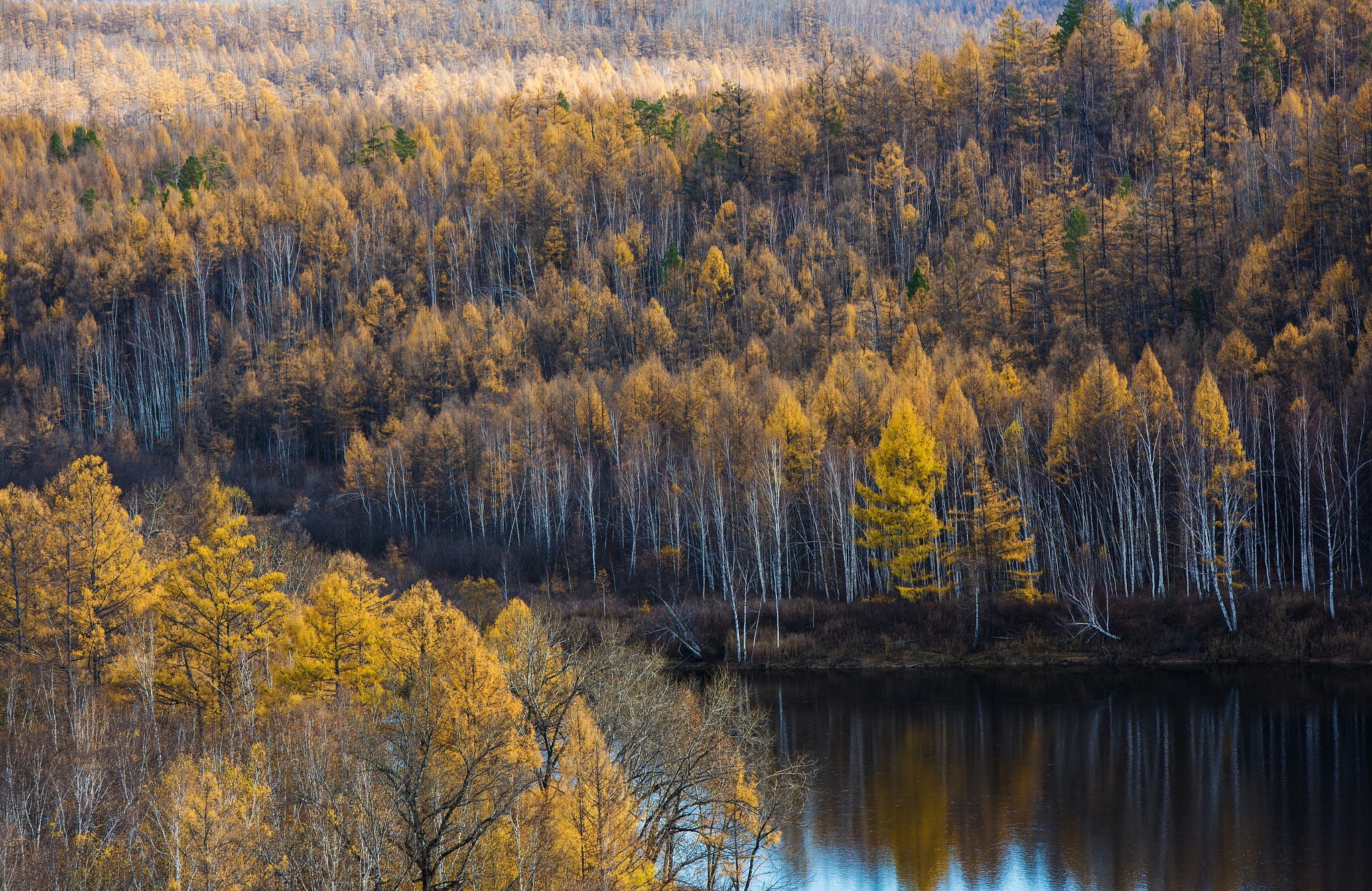 请用100字描述一下广袤的白桦林上空白云笼罩雪山一只孤鸟飞过的场景