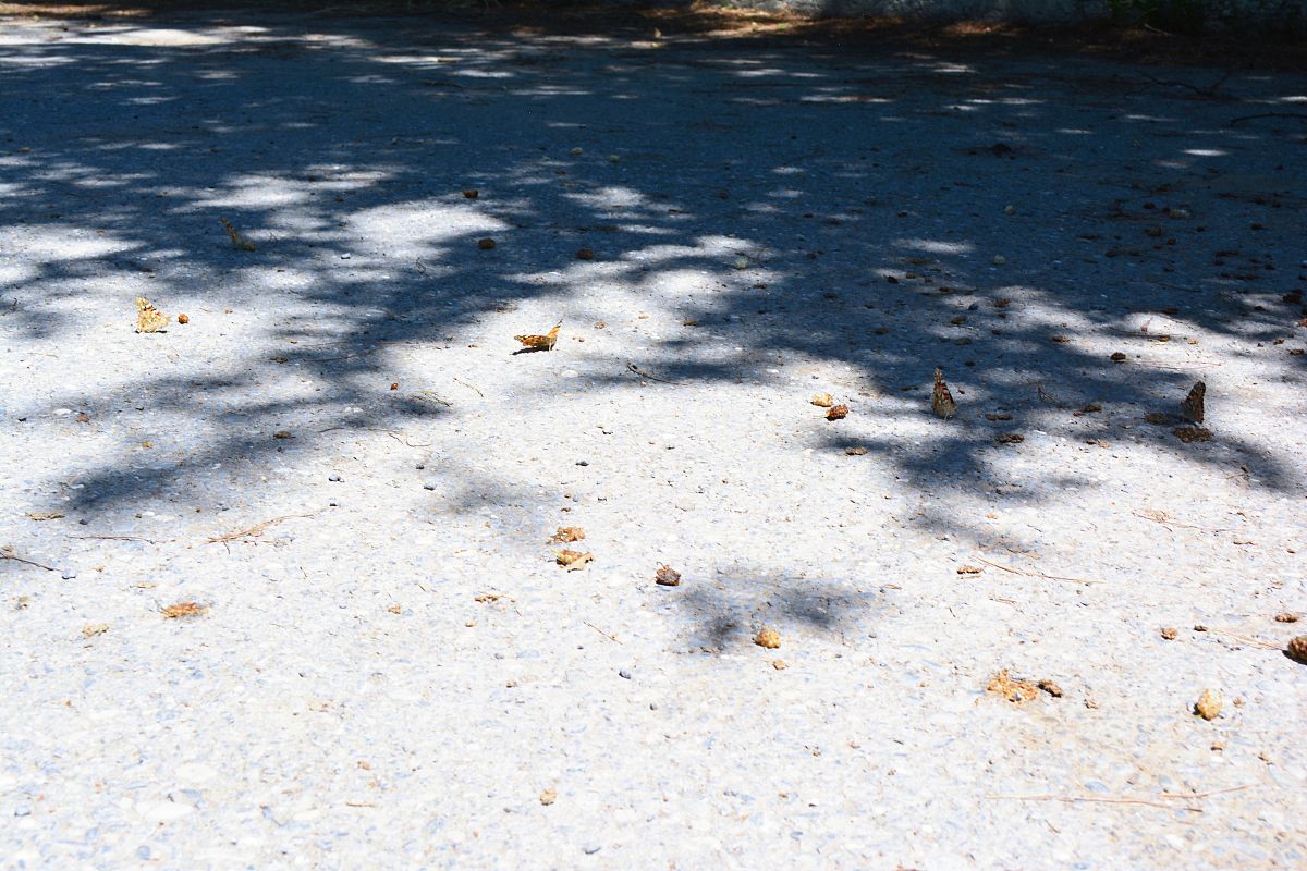 风险评估中遥感影像评估法