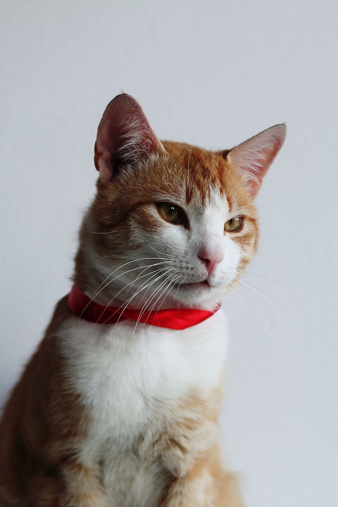 渭南职业技术学院宠物养护与疫病防治专业招生人数及课程设置