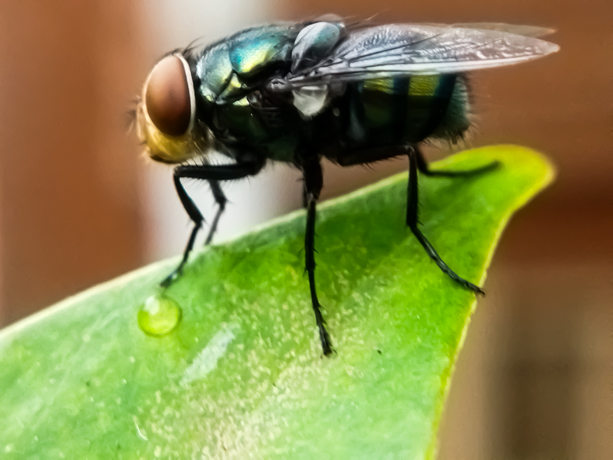 ORIENTAL INSECTS 期刊：东方昆虫研究的领先期刊