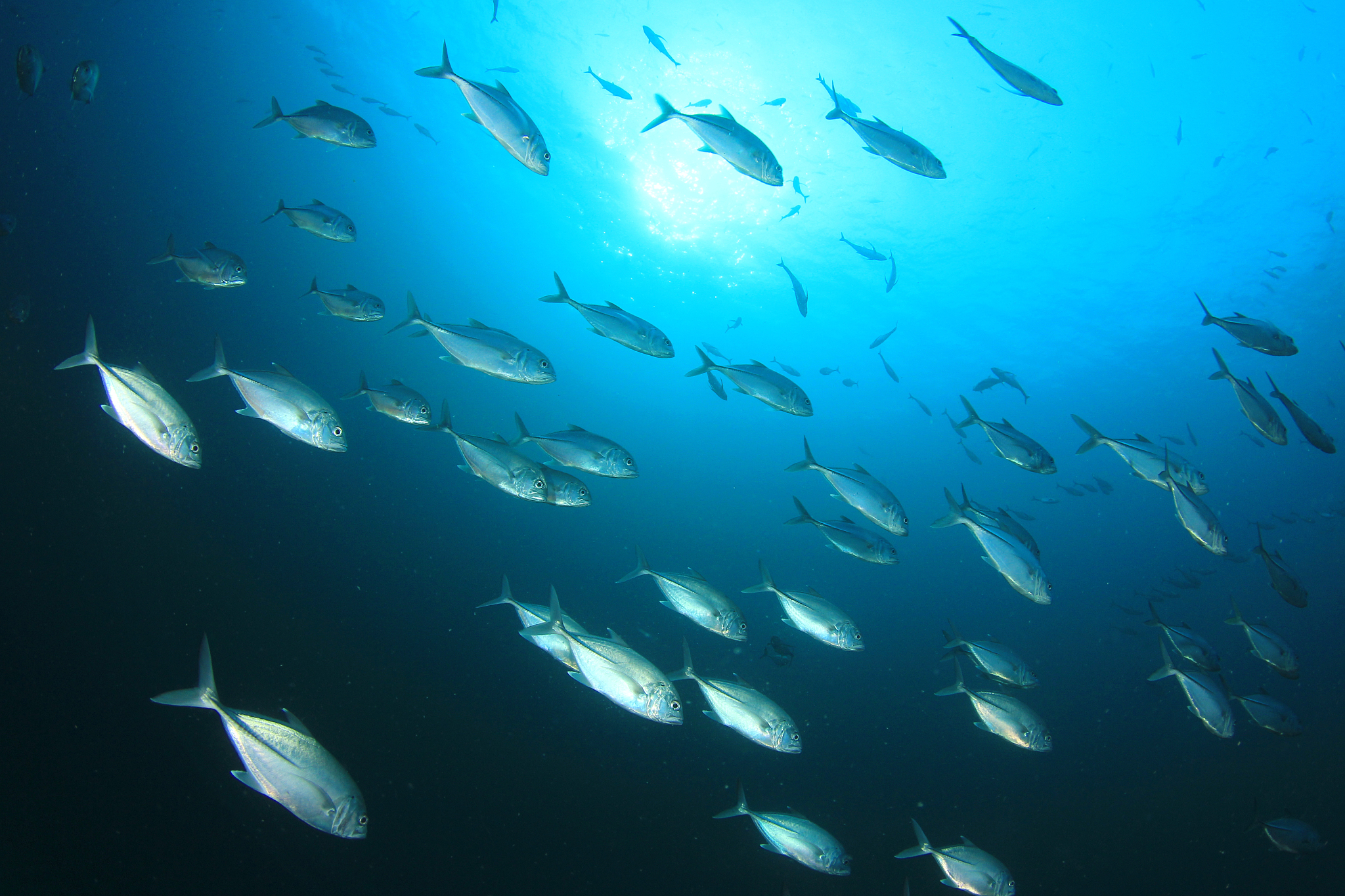 Fish Population: A Comprehensive Guide to Understanding and Protecting Fish Species