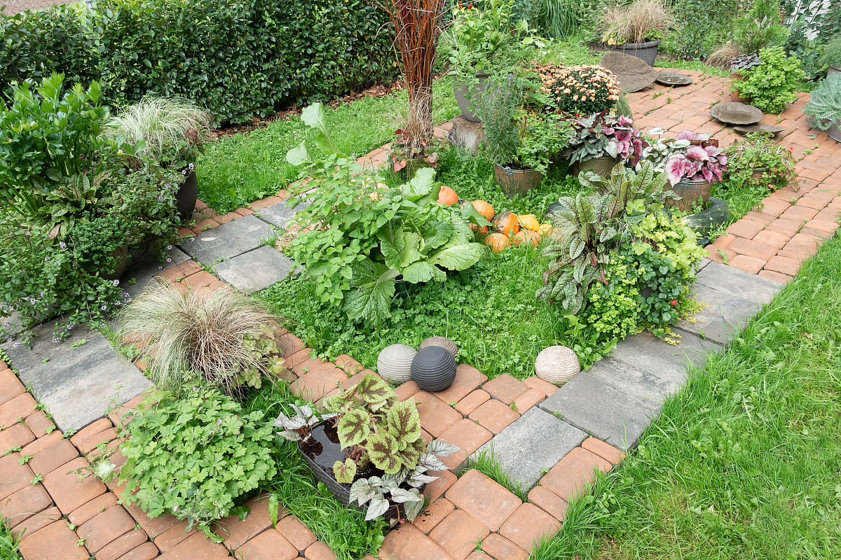 农家小院墙外栽树单棵好不好