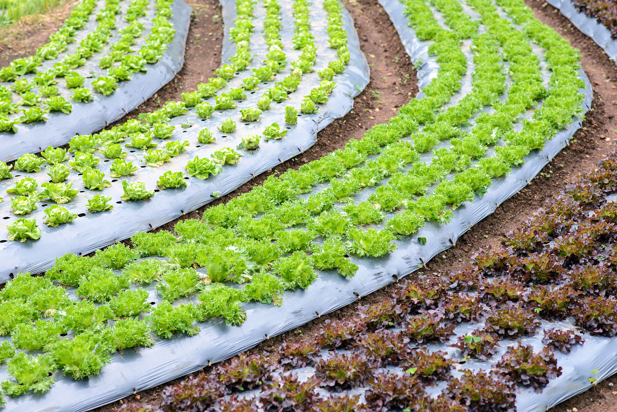 有机农业对果蔬贮运害虫管理的影响：减少害虫数量、保护环境