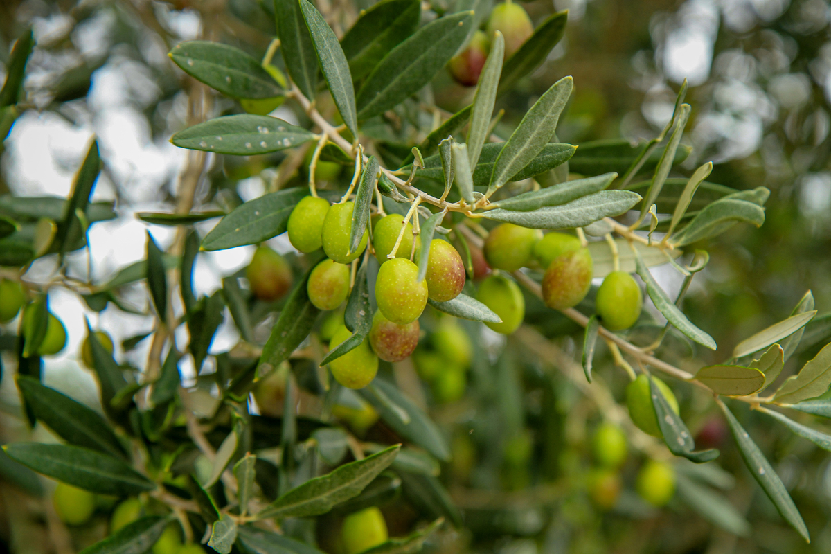 广西崇左市澳洲坚果种植技术